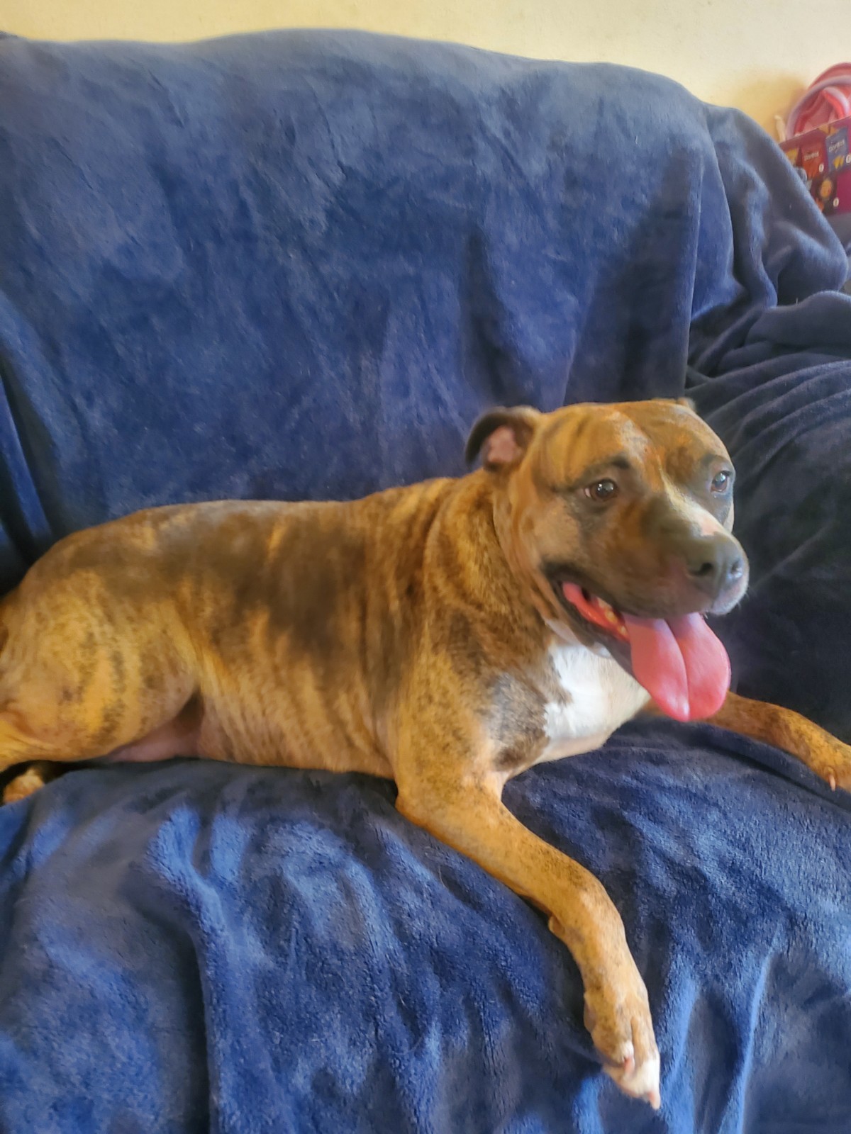 Allie, a Adoptable Pit Bull Terrier in White Settlement, TX image 2/6