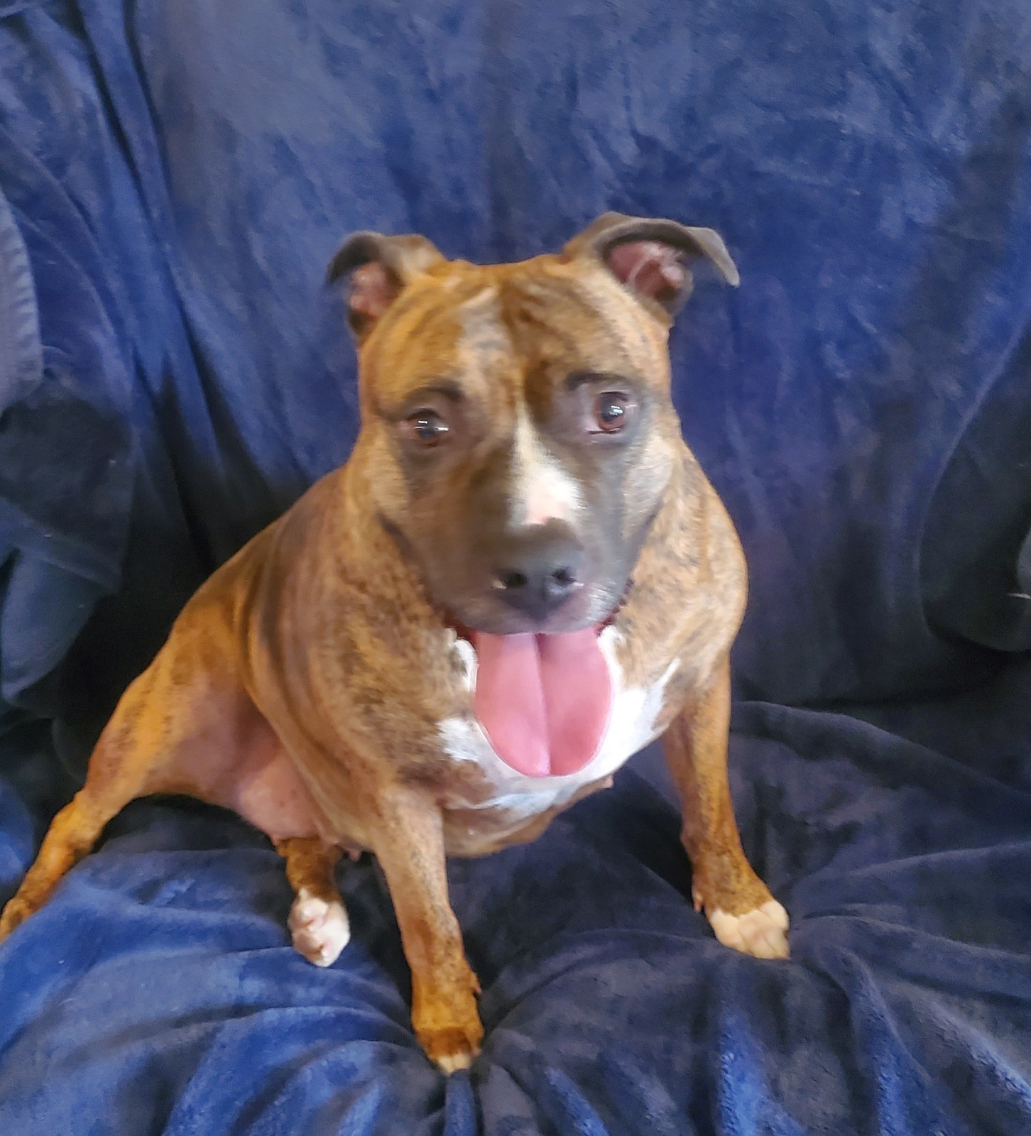 Allie, Adoptable, Adult Female Pit Bull Terrier.