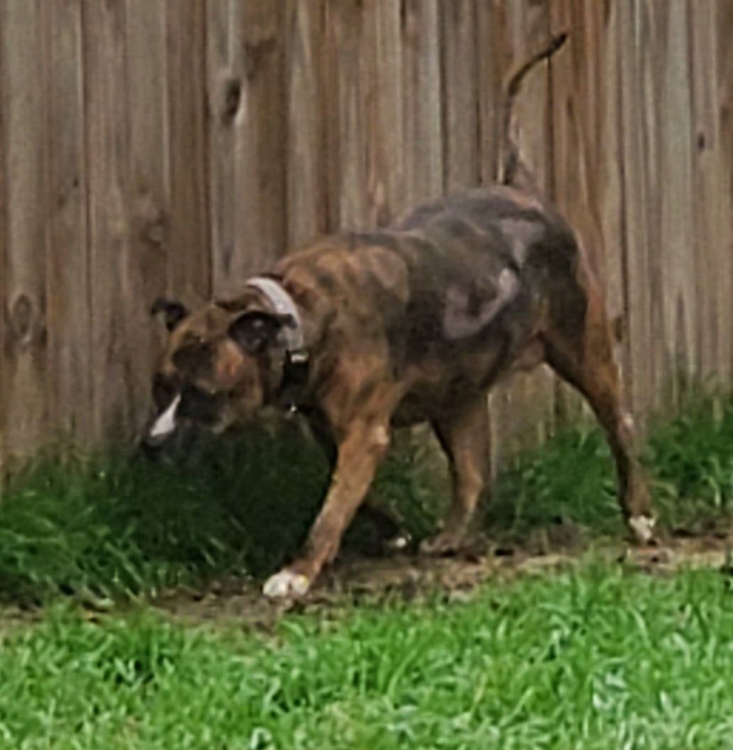 Allie, a Adoptable Pit Bull Terrier in White Settlement, TX image 4/6