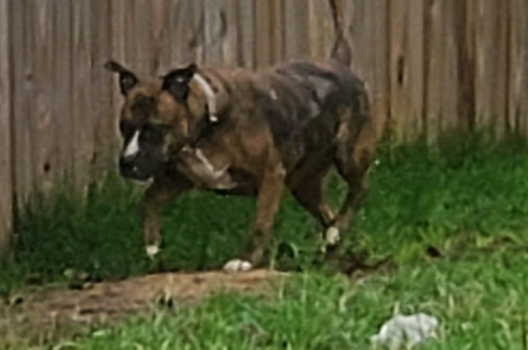 Allie, a Adoptable Pit Bull Terrier in White Settlement, TX image 5/6