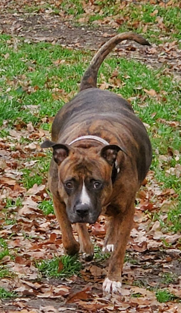 Allie, a Adoptable Pit Bull Terrier in White Settlement, TX image 6/6
