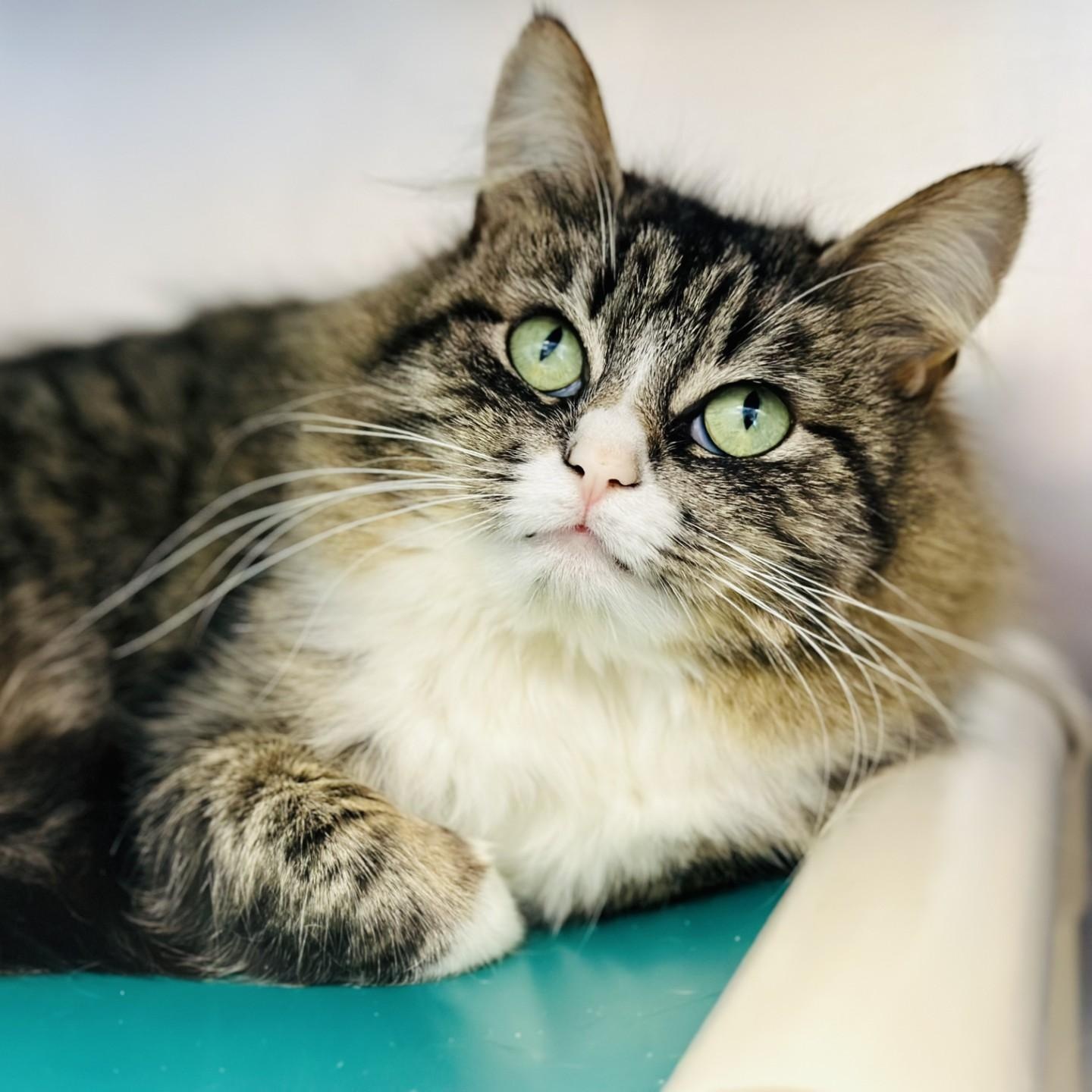 Farah , ADOPTABLE, Adult Female Domestic Medium Hair.