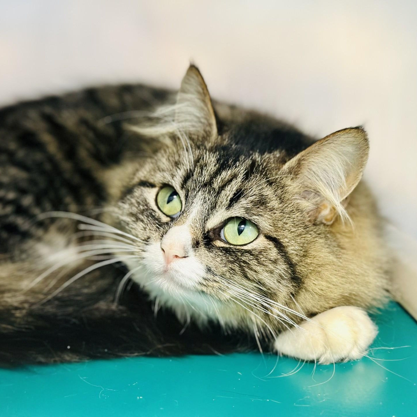 Farah , a ADOPTABLE Domestic Medium Hair in Manahawkin, NJ image 2/2
