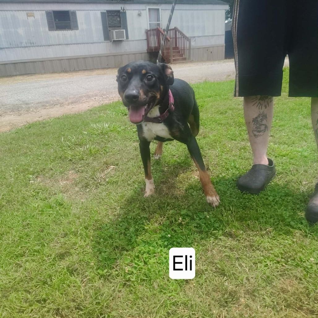 Eli, Adoptable, Young Male American Staffordshire Terrier.