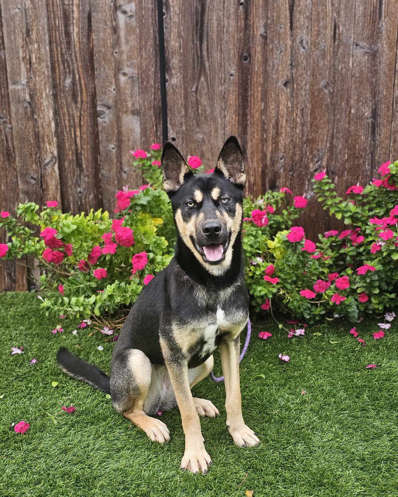 Dog for adoption Tangerine, a German Shepherd Dog Mix in New Rochelle