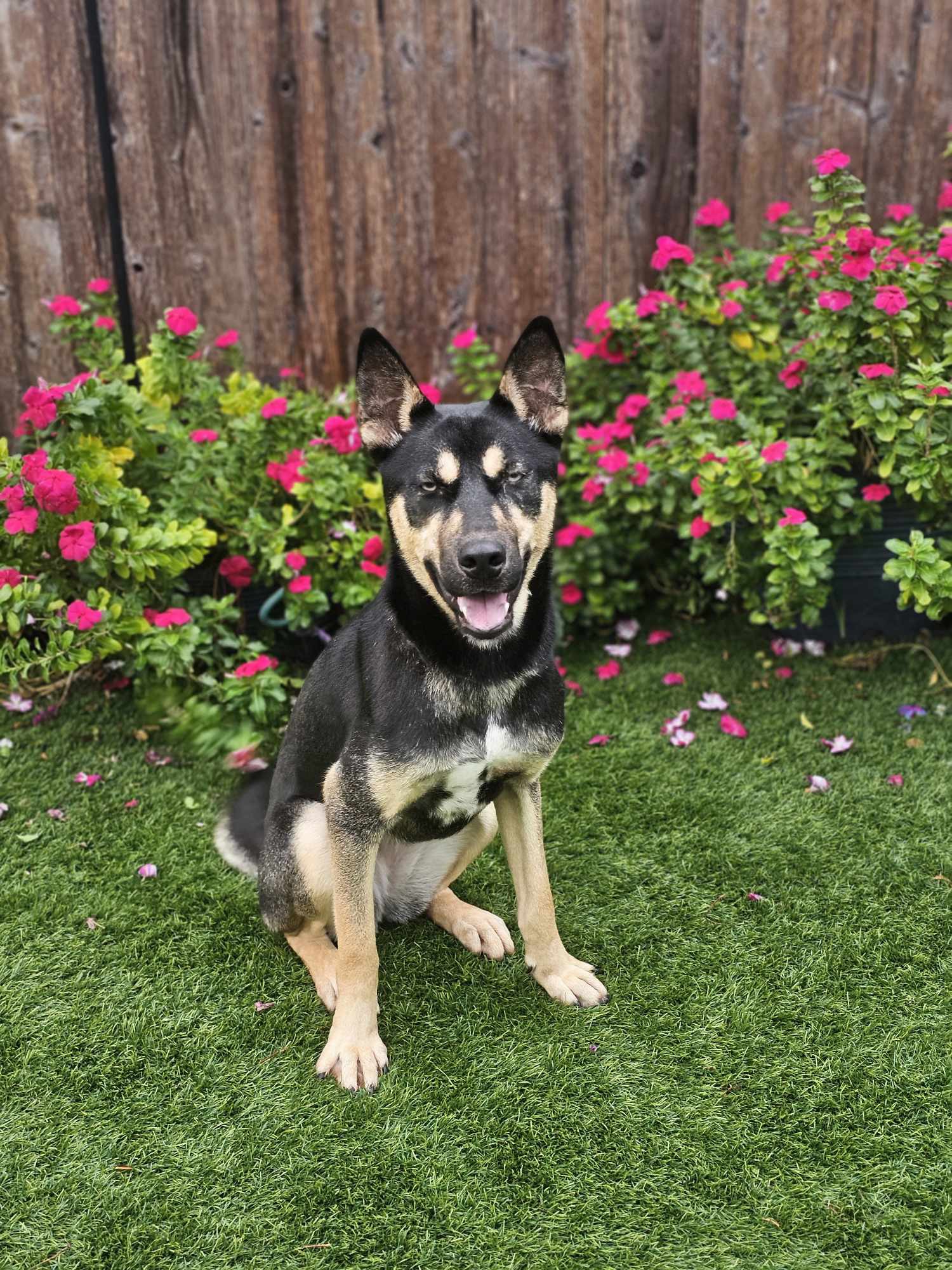 Dog for adoption Tangerine, a German Shepherd Dog Mix in New Rochelle