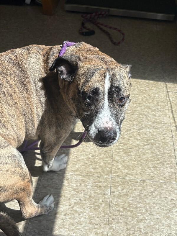 Gomez, Adoptable, Adult Male Pit Bull Terrier.