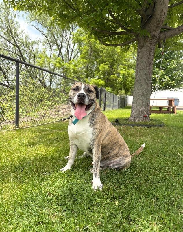 Gomez, Adoptable, Adult Male Pit Bull Terrier & Mixed Breed.