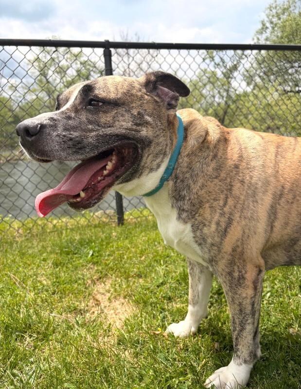 Gomez, a Adoptable Pit Bull Terrier in Warren, PA image 3/4
