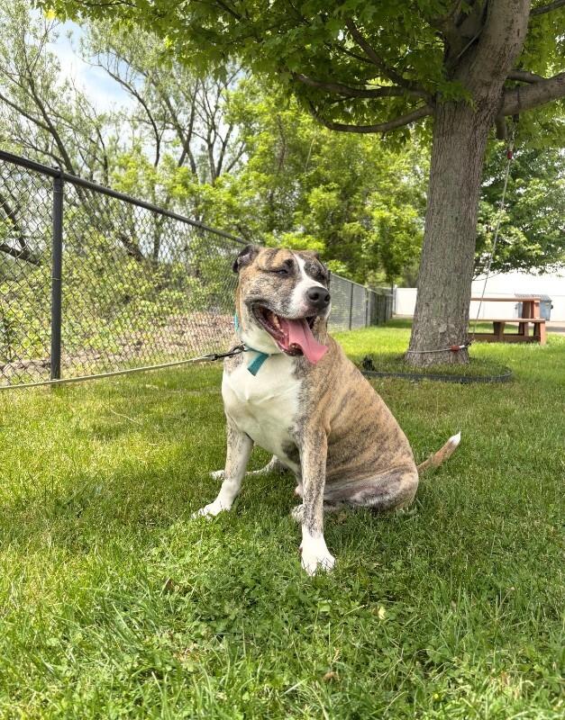 Gomez, a Adoptable Pit Bull Terrier in Warren, PA image 4/4