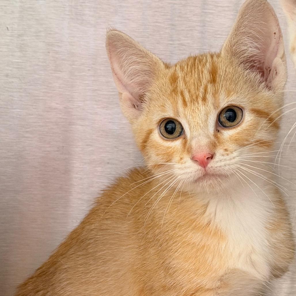 Enlarge Tangerine, a Adoptable mixed breed in Madisonville, TN image 1/1