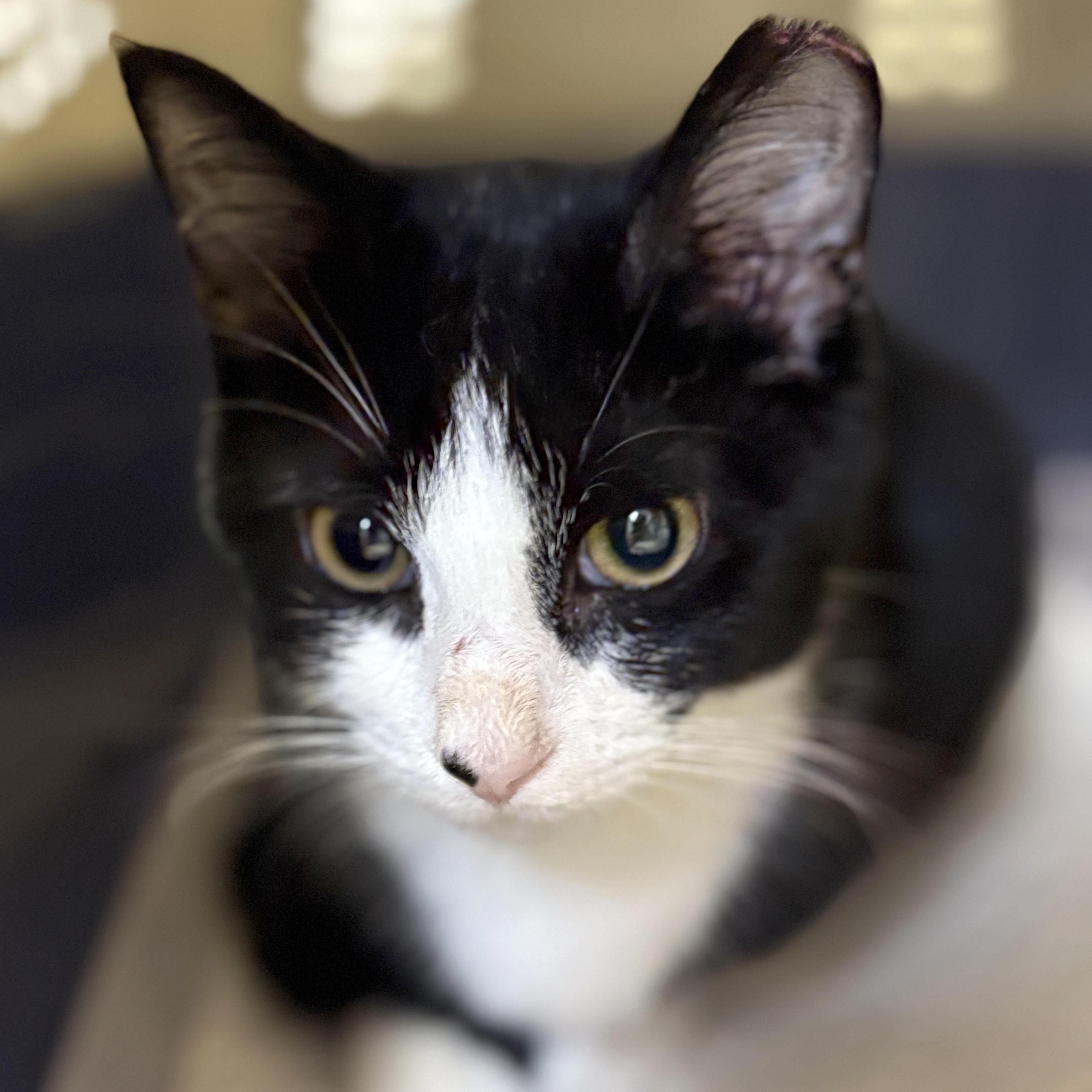 Sergeant Yowl, Adoptable, Kitten Male American Shorthair & Domestic Short Hair.