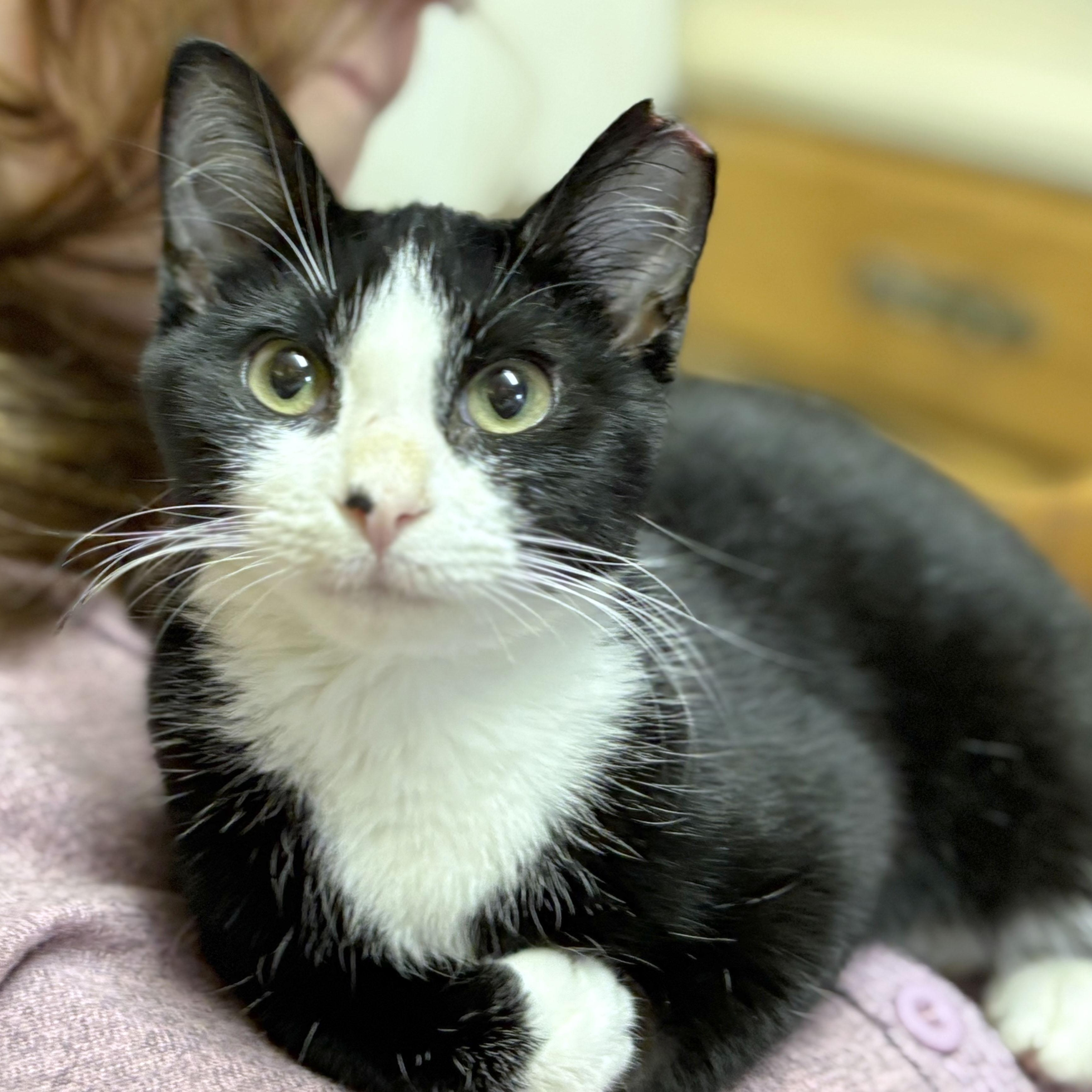Sergeant Yowl, Adoptable, Kitten Male American Shorthair & Domestic Short Hair.