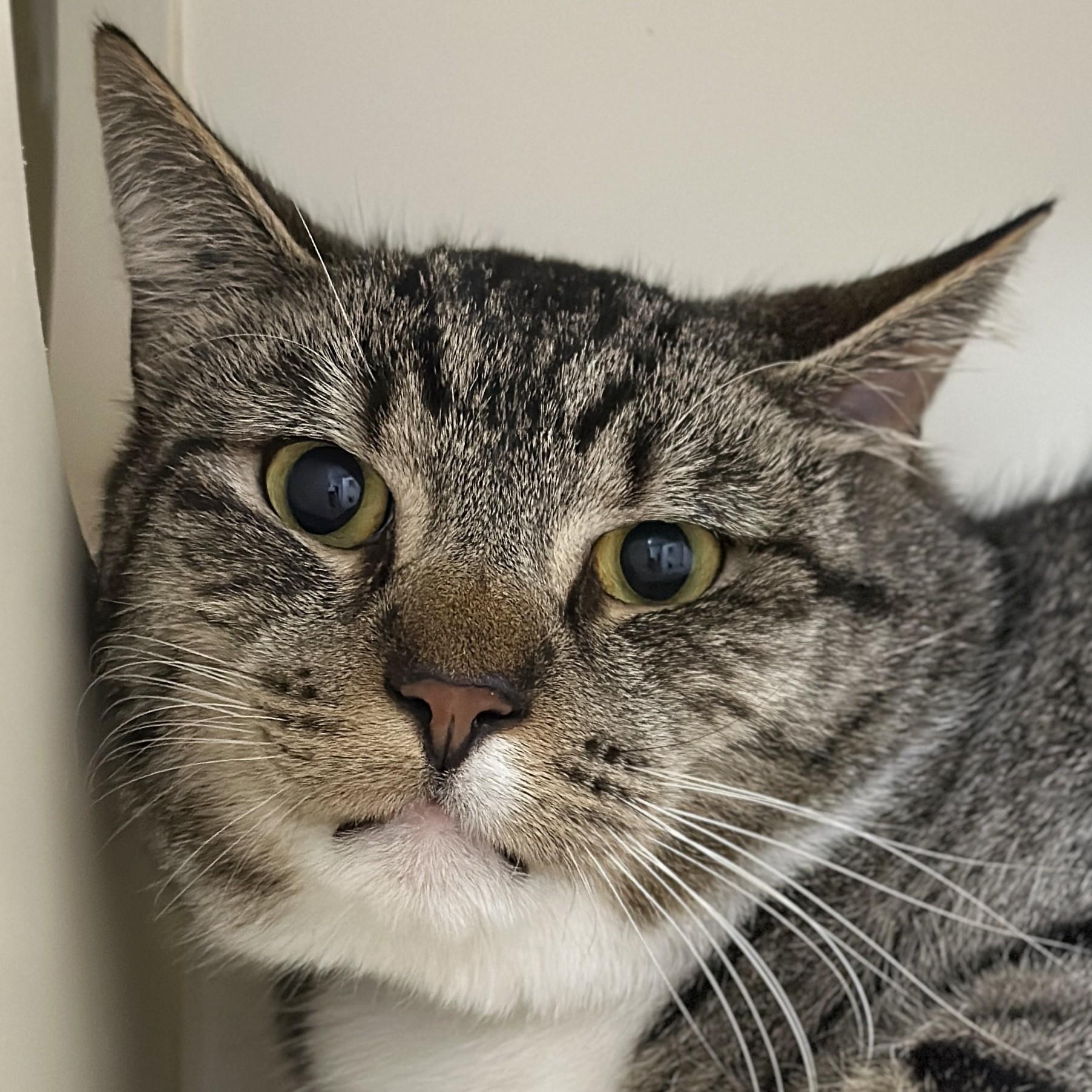 Rosettes, a ADOPTABLE Domestic Short Hair in Victor, NY image 1/3