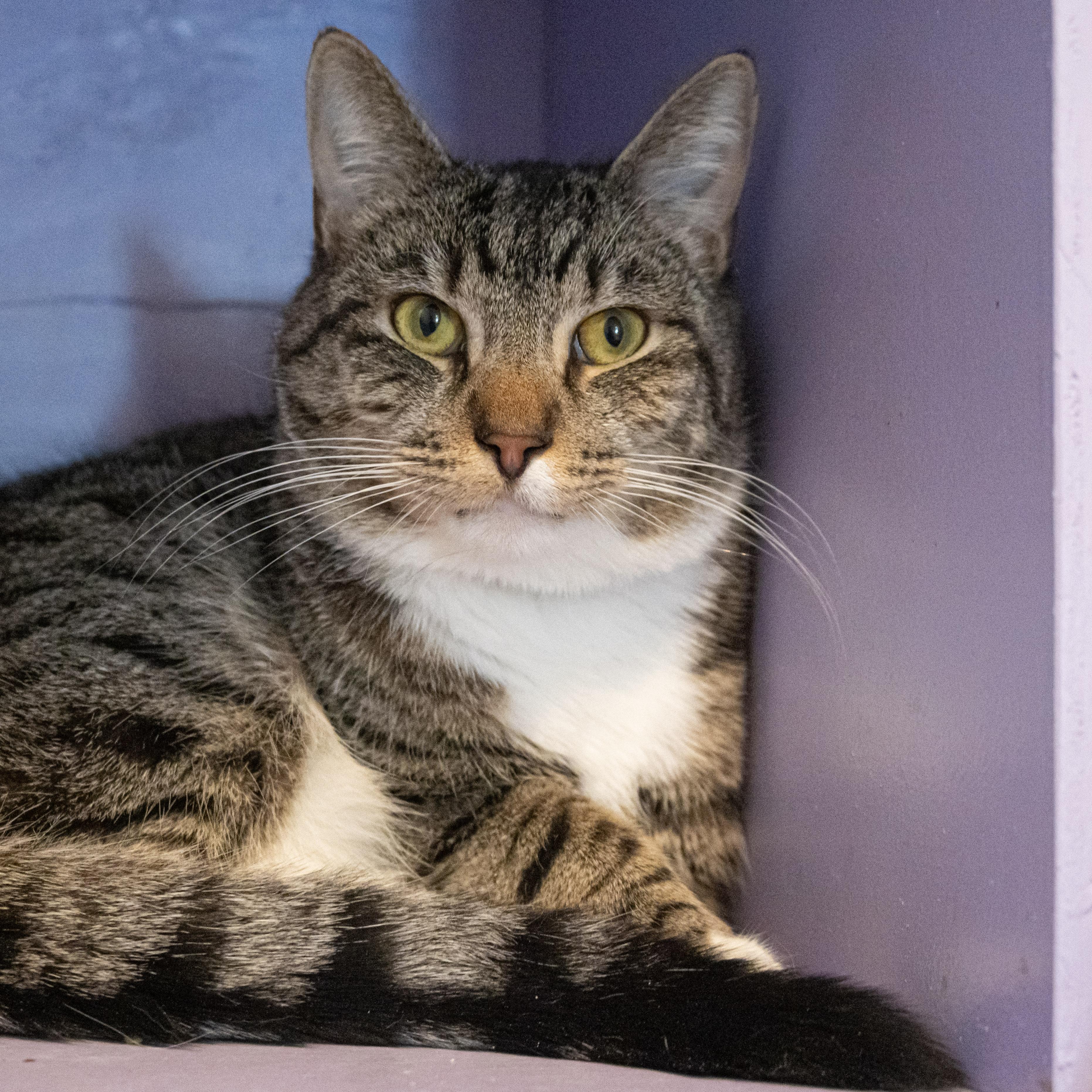 Enlarge Rosettes, an adopted Domestic Short Hair in Victor, NY image 1/5