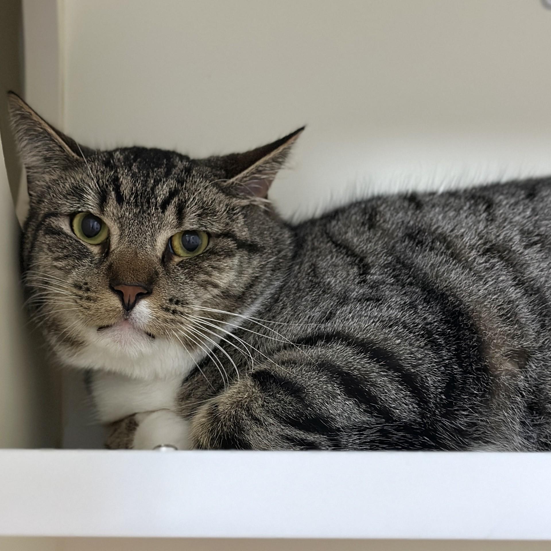 Rosettes, a ADOPTABLE Domestic Short Hair in Victor, NY image 2/3