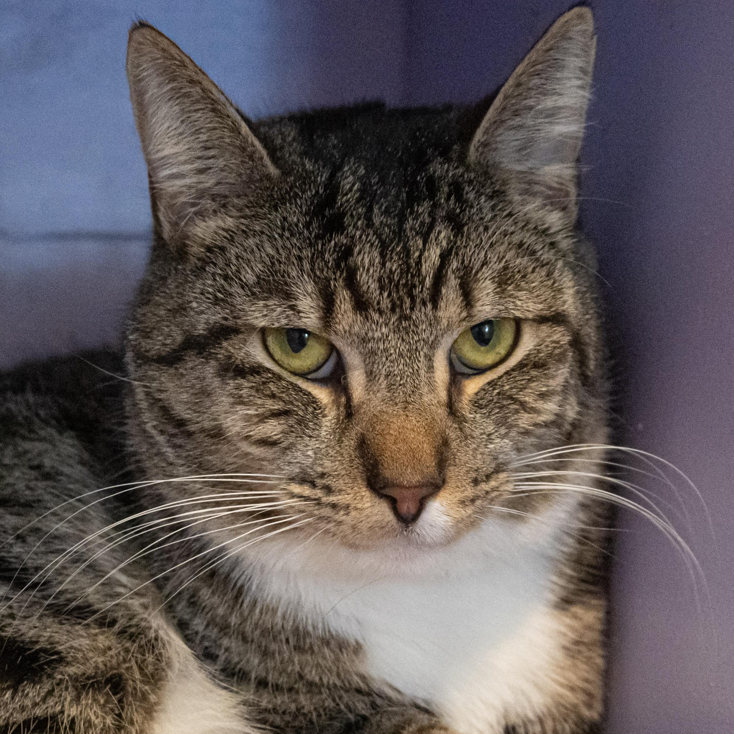 Enlarge Rosettes, an adopted Domestic Short Hair in Victor, NY image 5/5