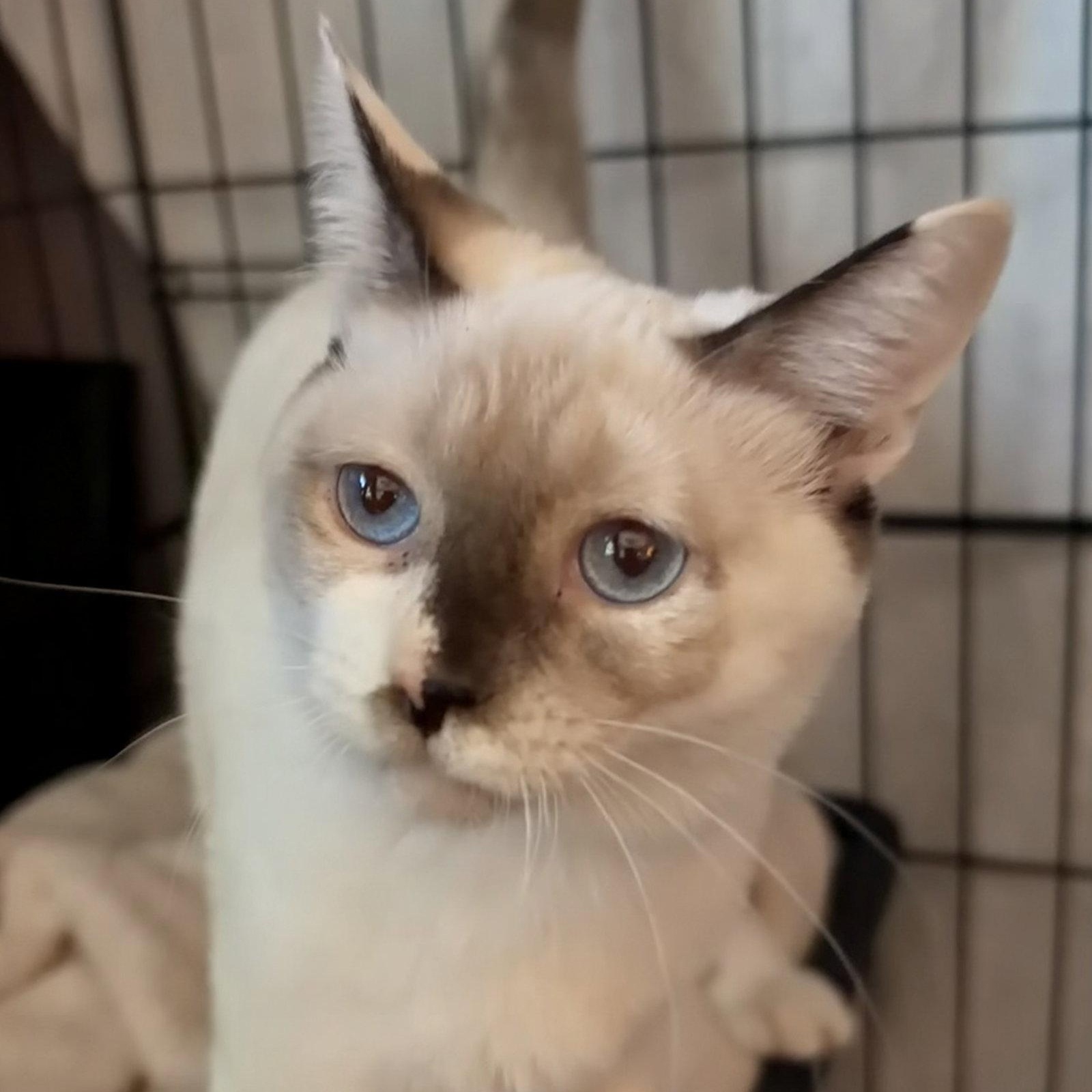 Enlarge Circe ( AV), a Adoptable Snowshoe in Napa, CA image 1/2