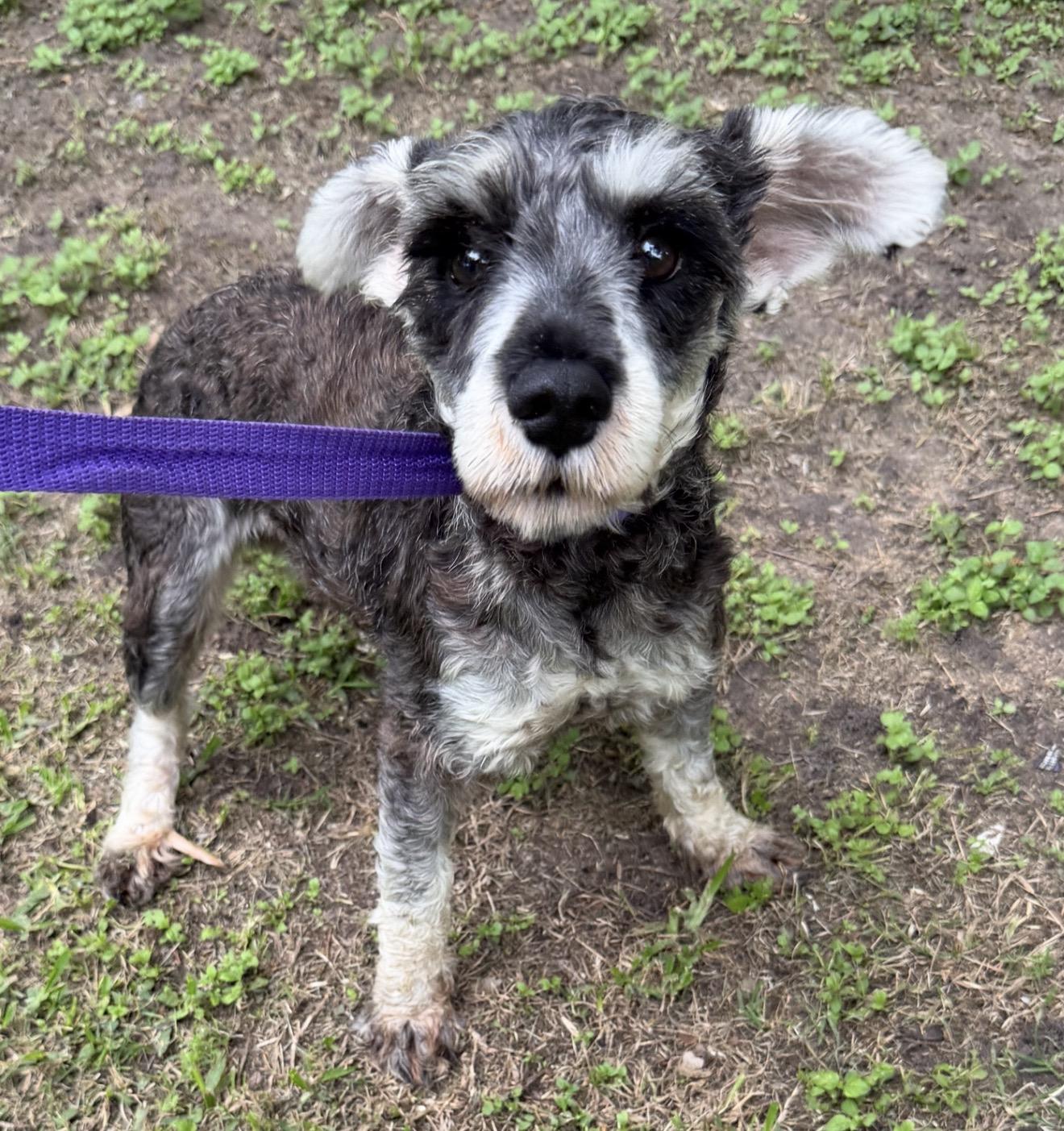 Enlarge Jerry, a ADOPTABLE Miniature Schnauzer in Westerly, RI image 2/3