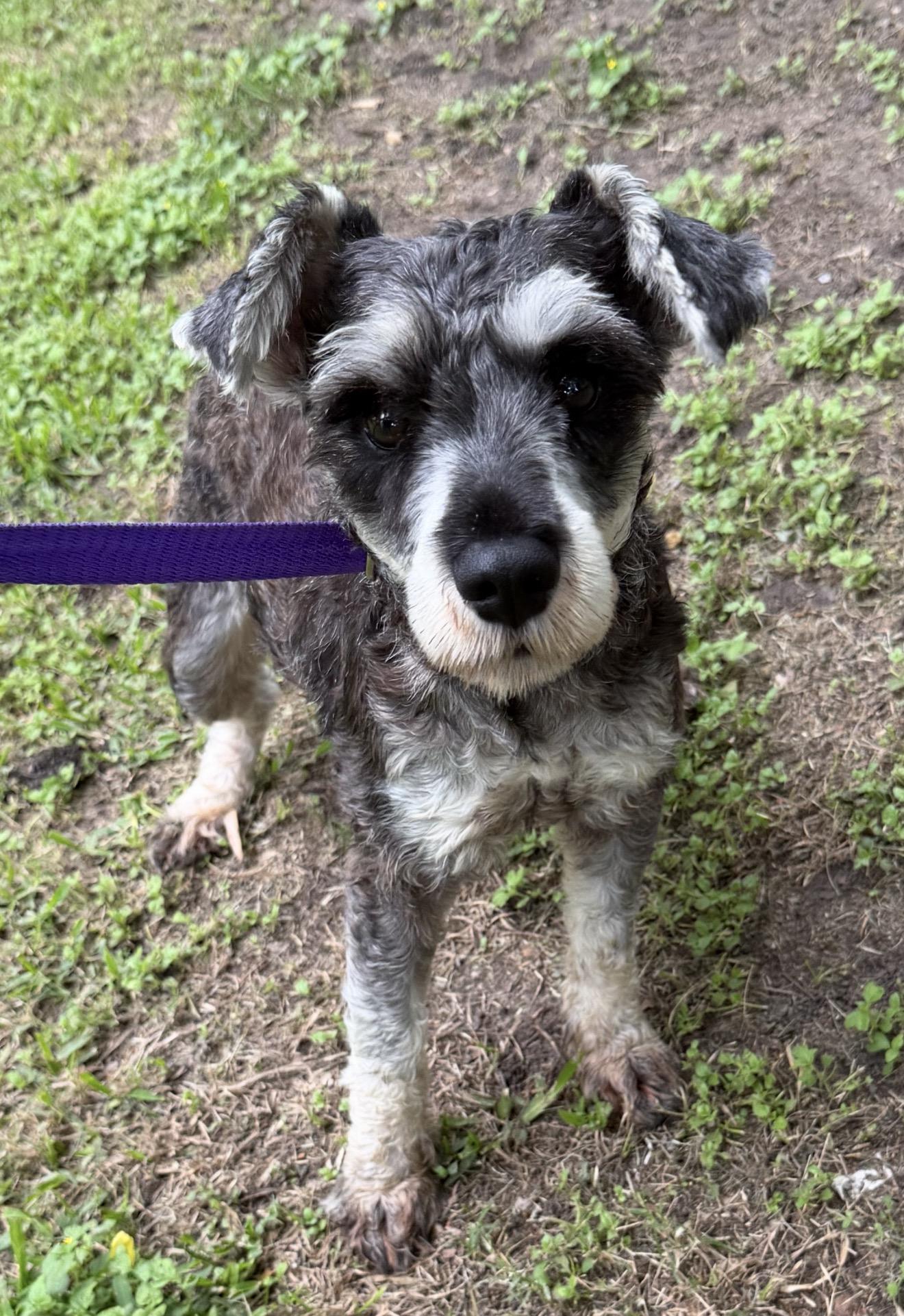 Enlarge Jerry, a ADOPTABLE Miniature Schnauzer in Westerly, RI image 3/3