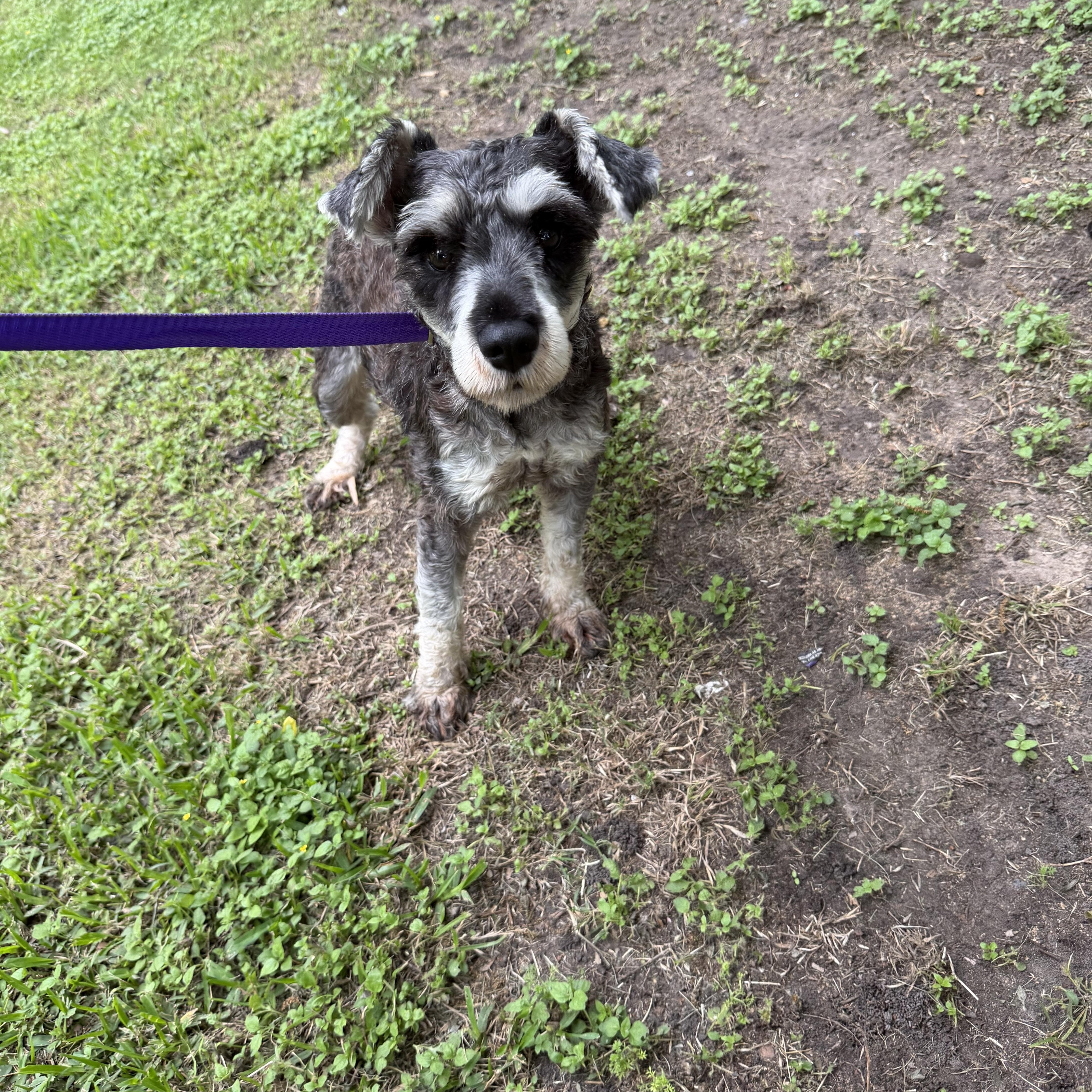 Jerry, ADOPTABLE, Adult Male Miniature Schnauzer.