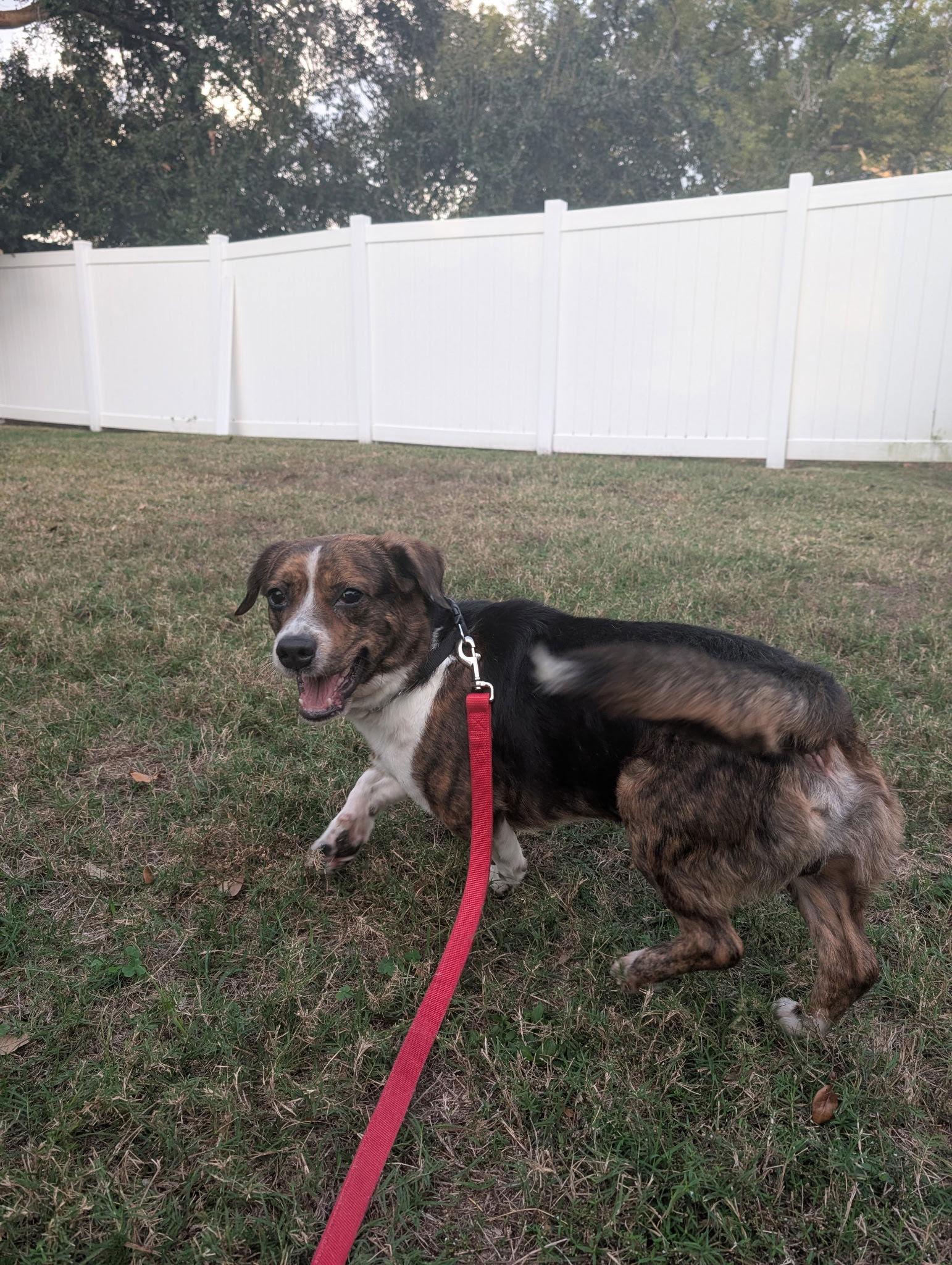 Chuckie, a Adoptable Beagle in Tampa, FL image 1/3