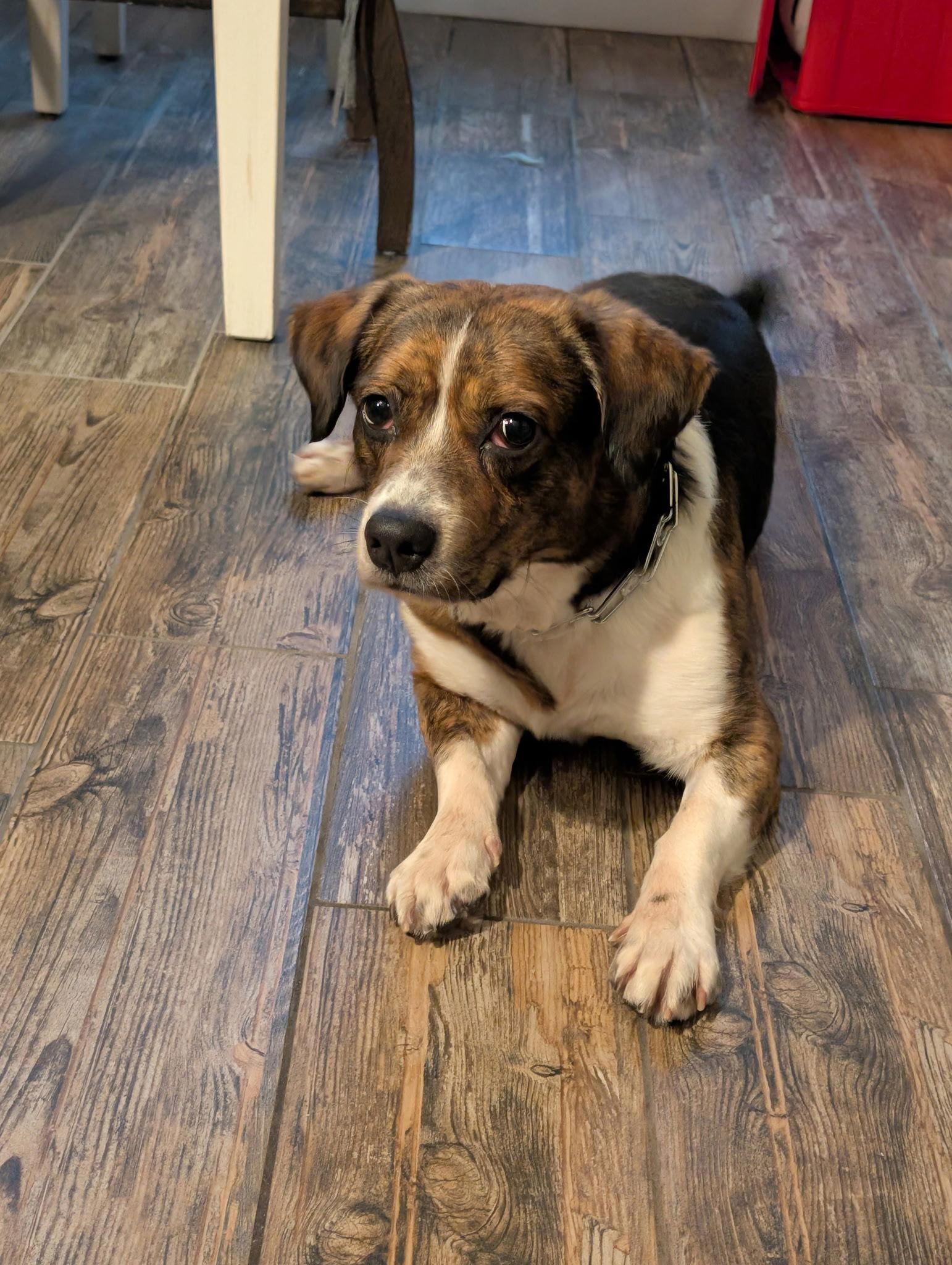 Chuckie, a Adoptable Beagle in Tampa, FL image 2/3