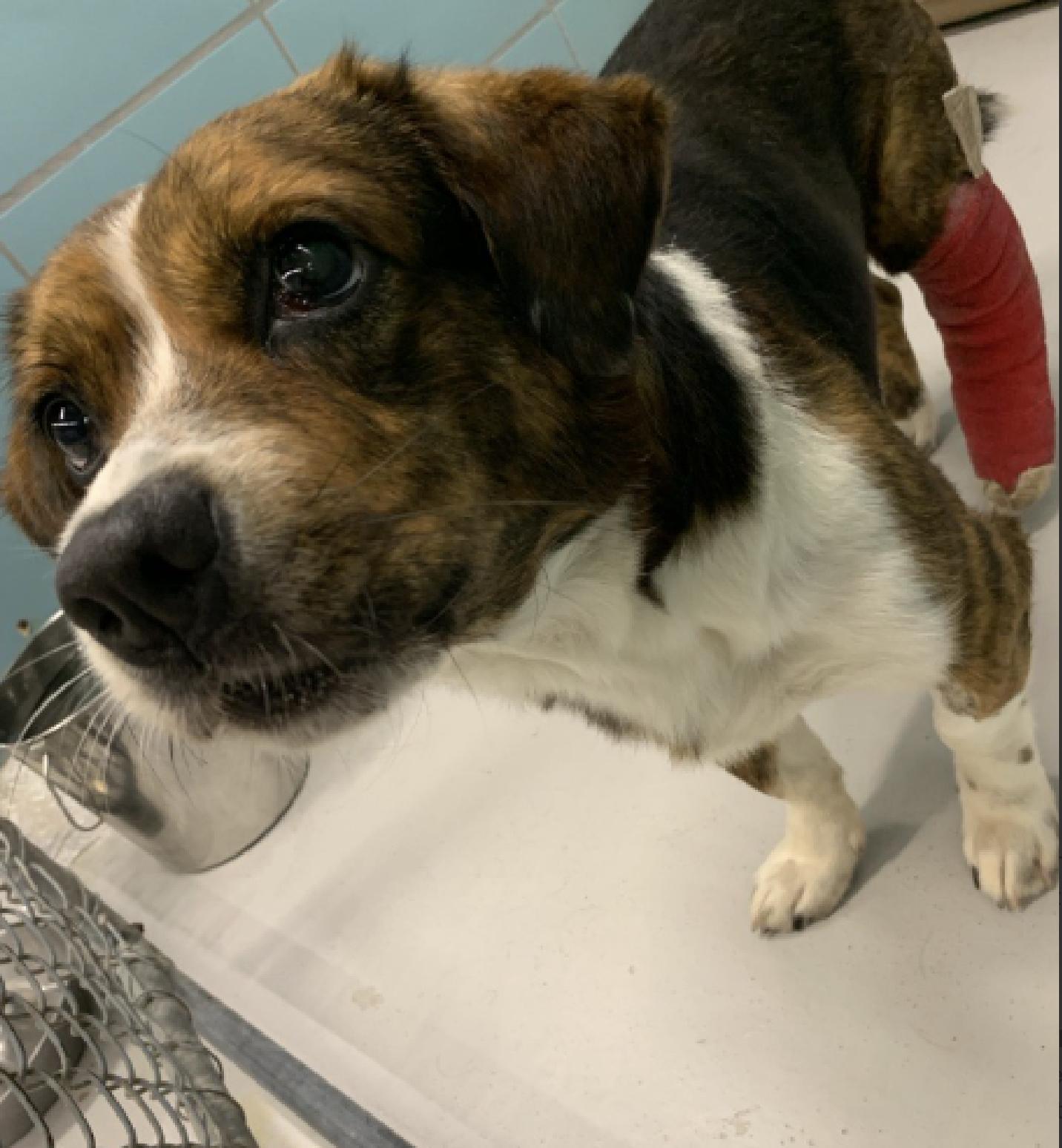 Chuckie, a Adoptable Beagle in Tampa, FL image 3/3