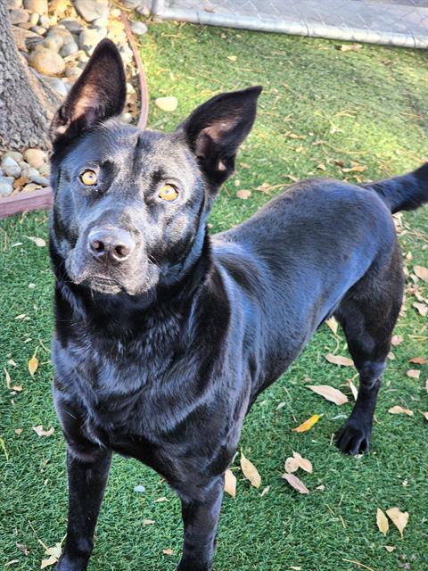 Enlarge POCKY, a Adoptable German Shepherd Dog in Antioch, CA image 1/1