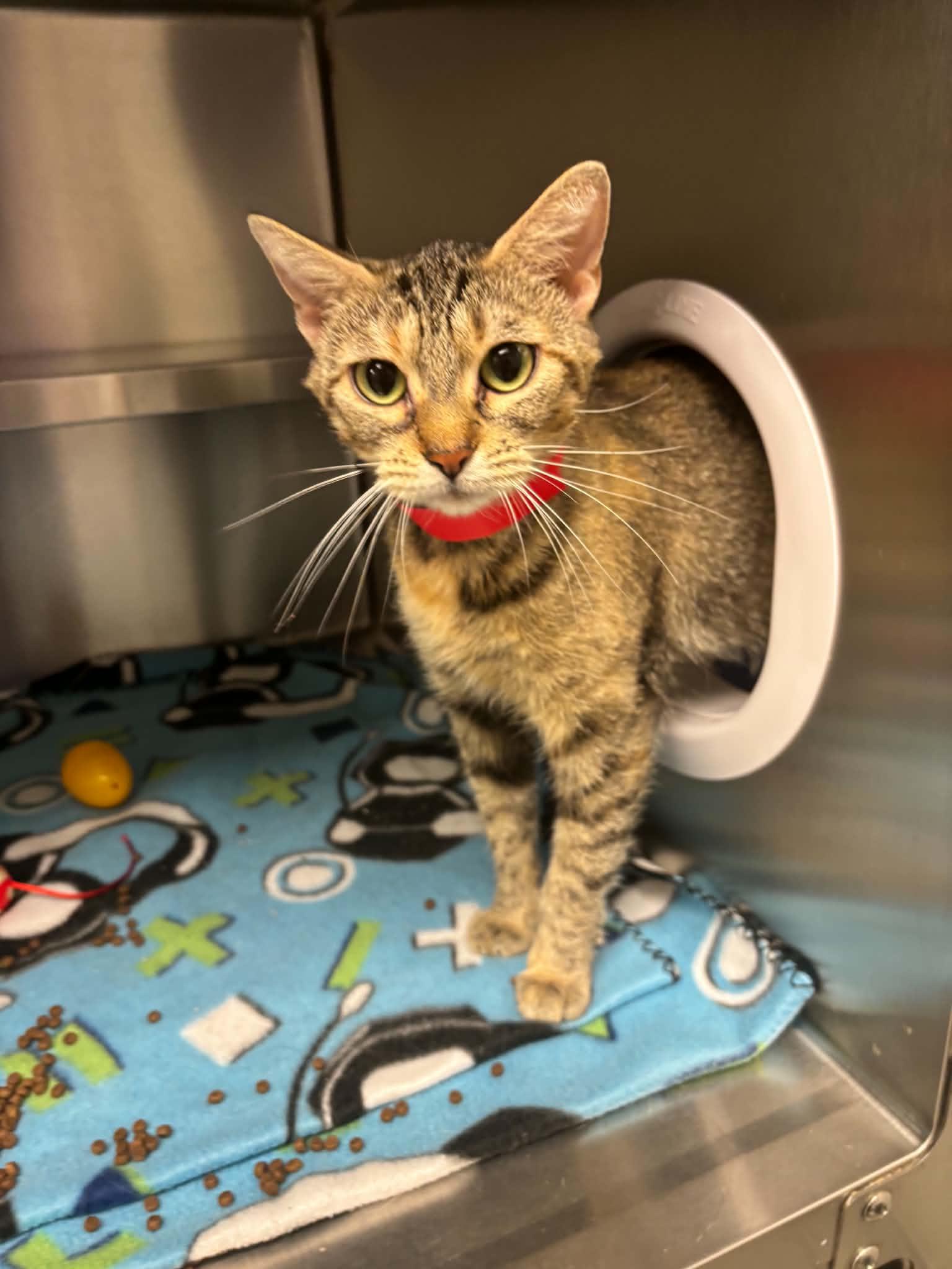 Bastet, a ADOPTABLE Domestic Short Hair in Liberty, MO image 2/2
