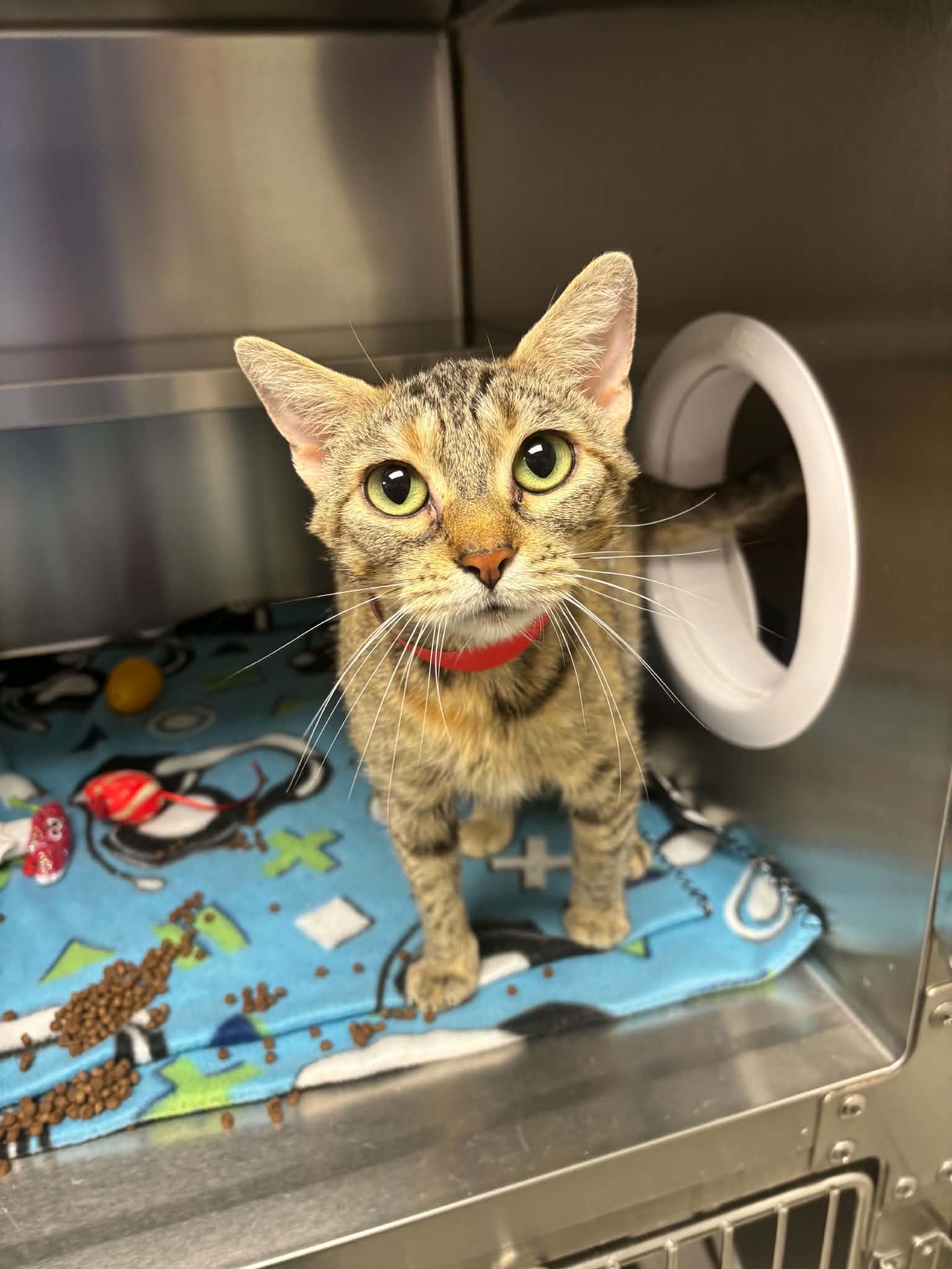 Bastet, a ADOPTABLE Domestic Short Hair in Liberty, MO image 1/2