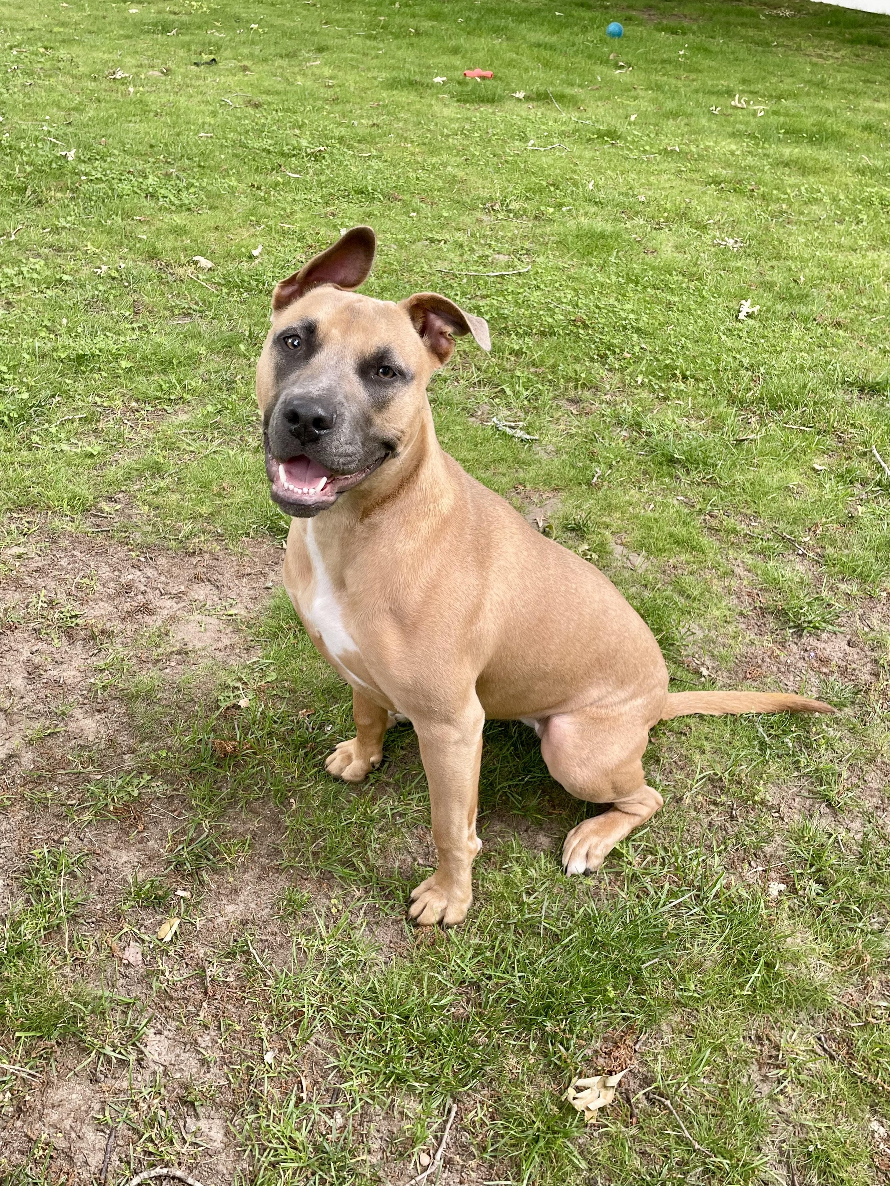 Maple - Available for Adoption or Foster photo 2