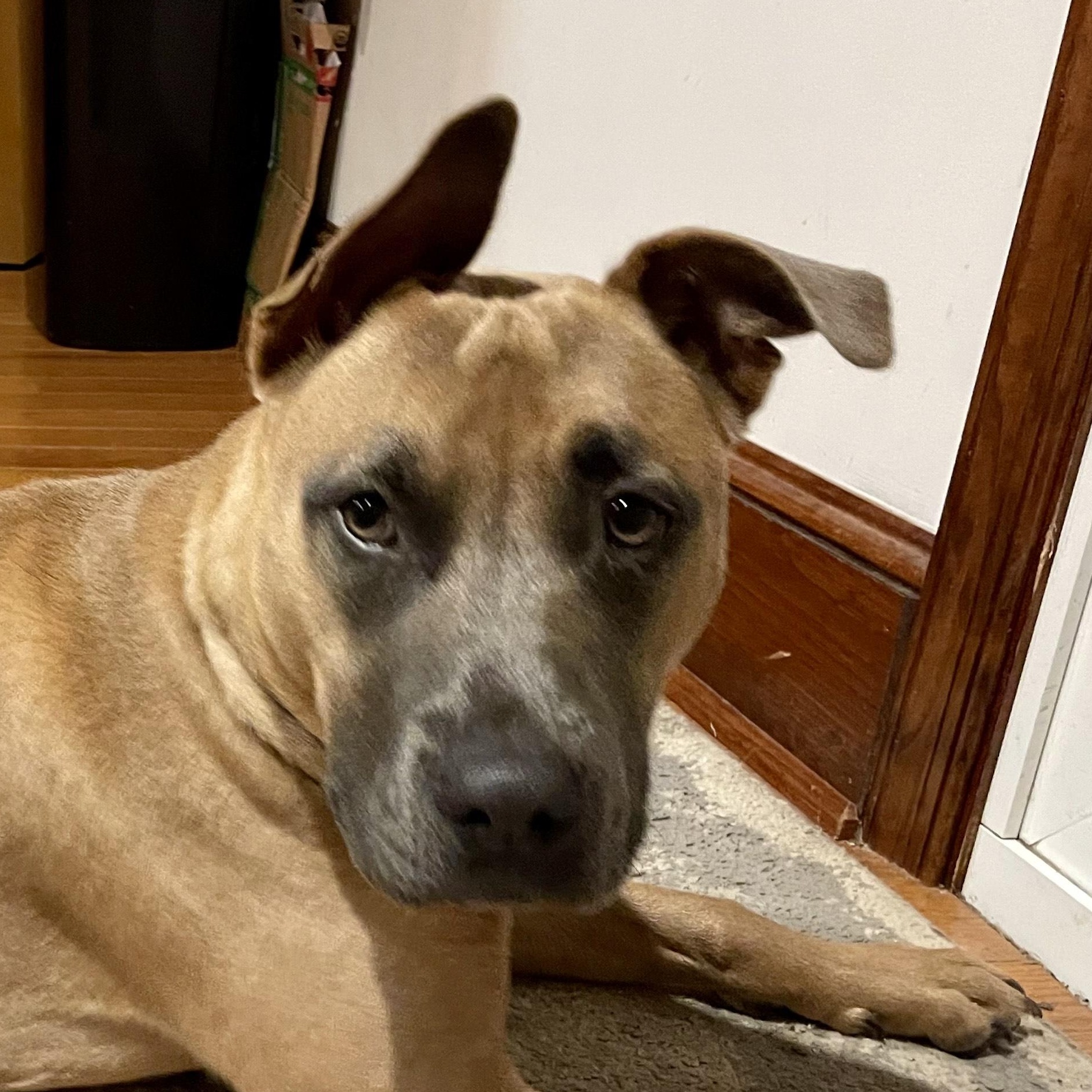 Maple - Available for Adoption or Foster photo 3