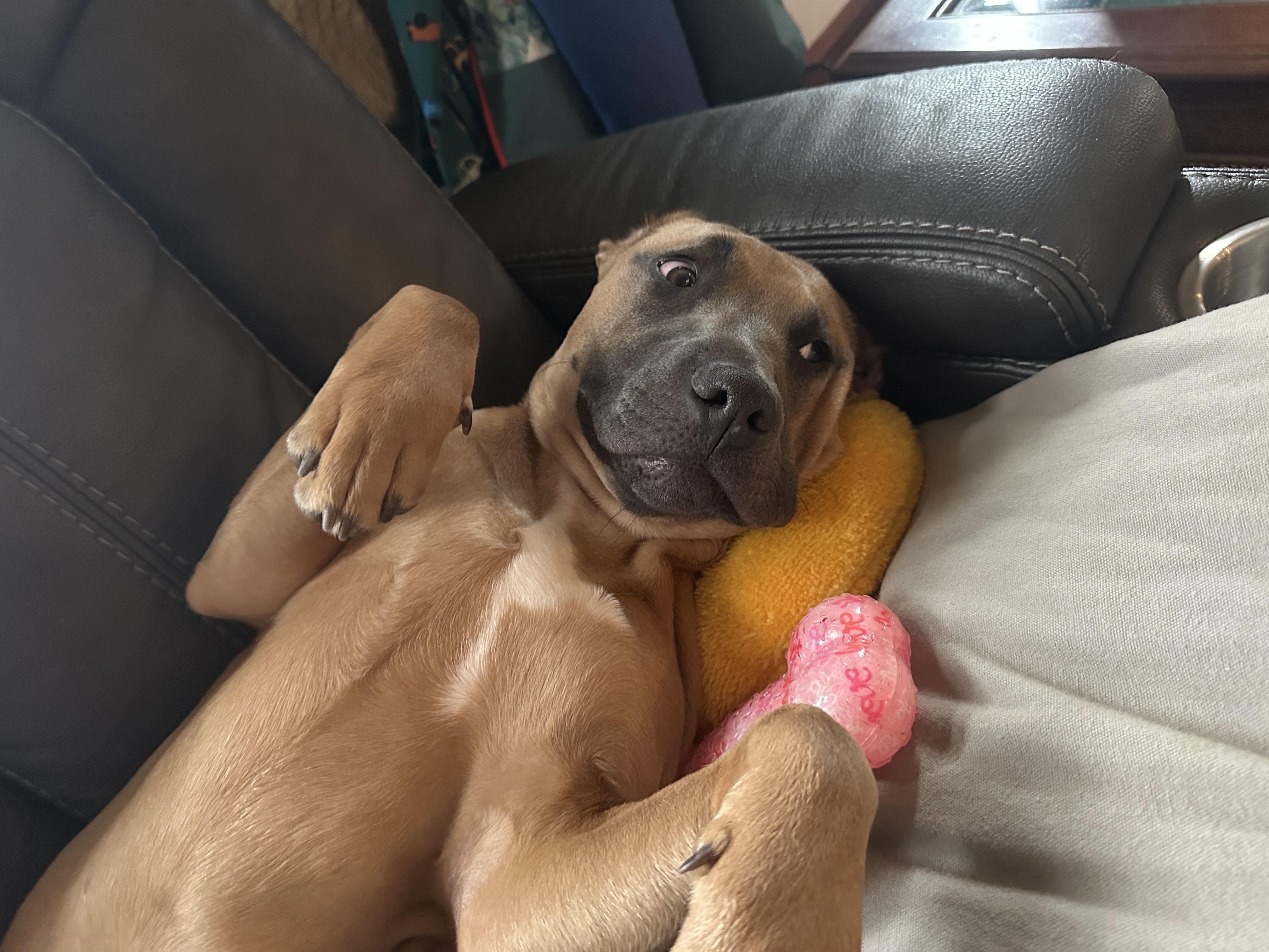 Maple - Available for Adoption or Foster photo 4