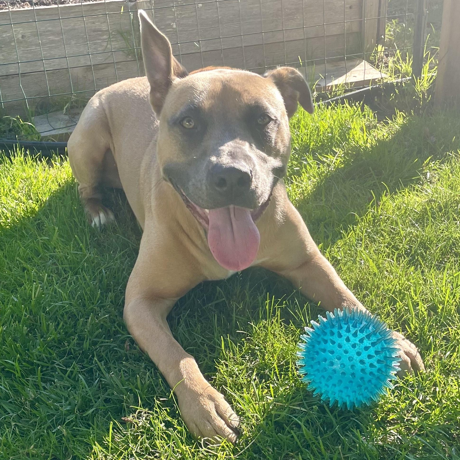 Maple - Available for Adoption or Foster, Young Female American Staffordshire Terrier