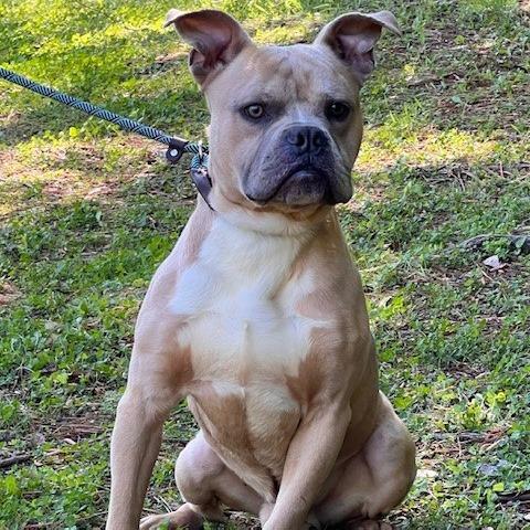VON-30575, Adoptable, Adult Male English Bulldog & Mixed Breed.