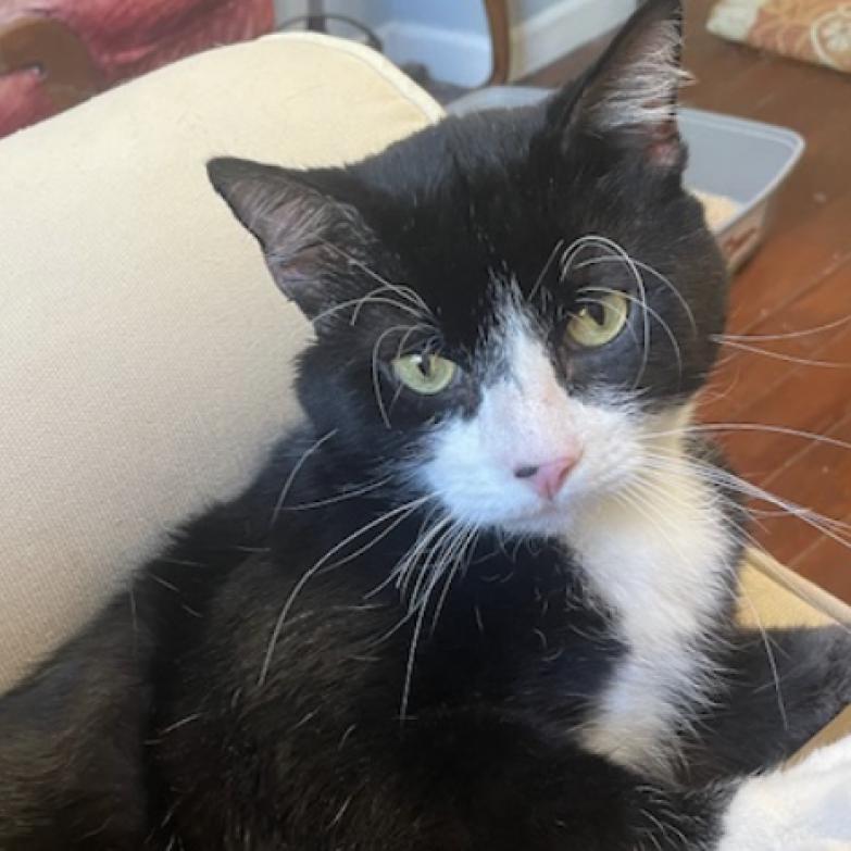 Penney, a Adoptable Domestic Short Hair in St. Louis, MO image 1/4