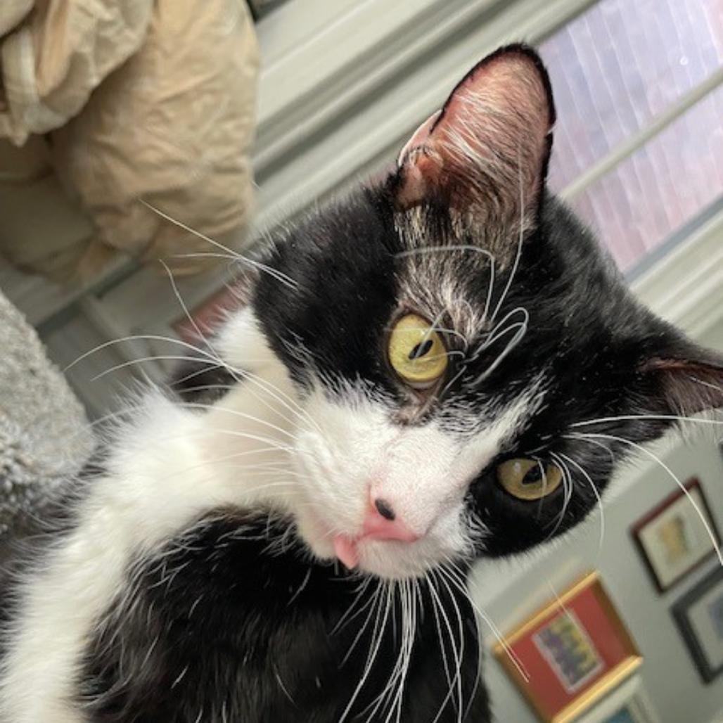 Penney, a Adoptable Domestic Short Hair in St. Louis, MO image 2/4