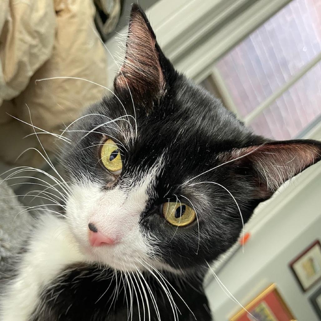 Penney, a Adoptable Domestic Short Hair in St. Louis, MO image 3/4