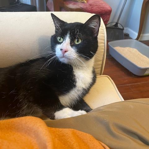 Penney, a Adoptable Domestic Short Hair in St. Louis, MO image 4/4