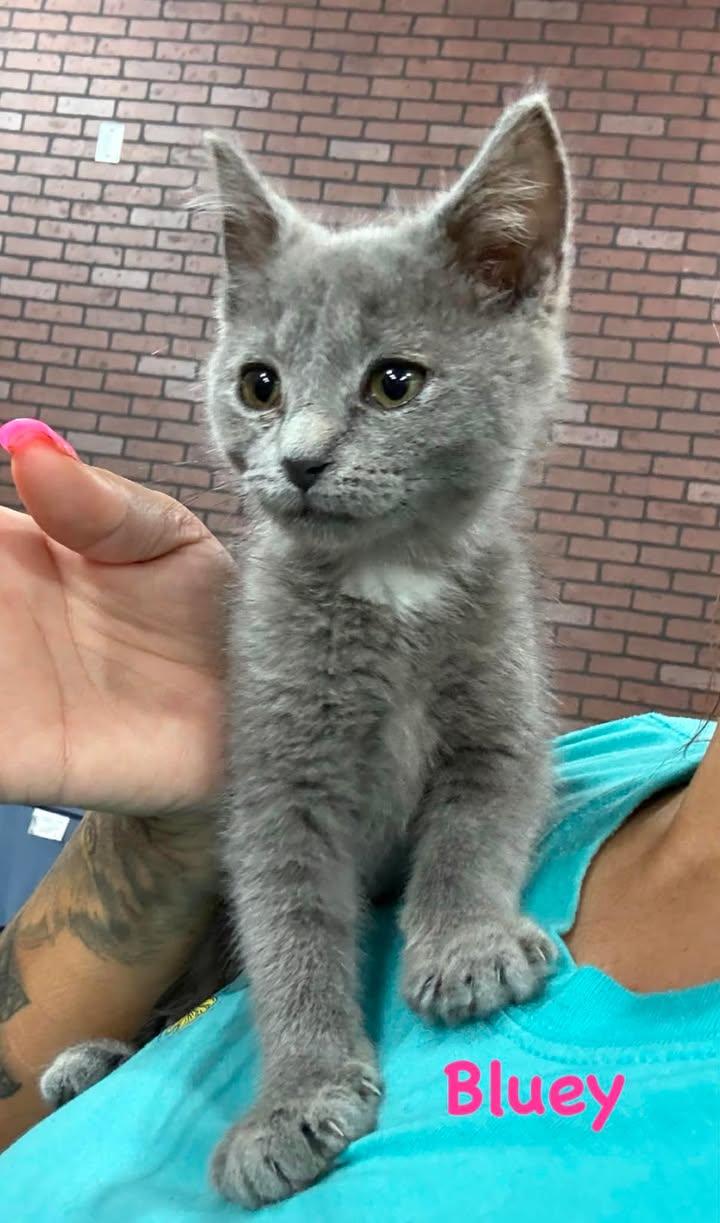 Enlarge Bluey, a Adoptable Domestic Medium Hair in Leitchfield, KY image 1/1