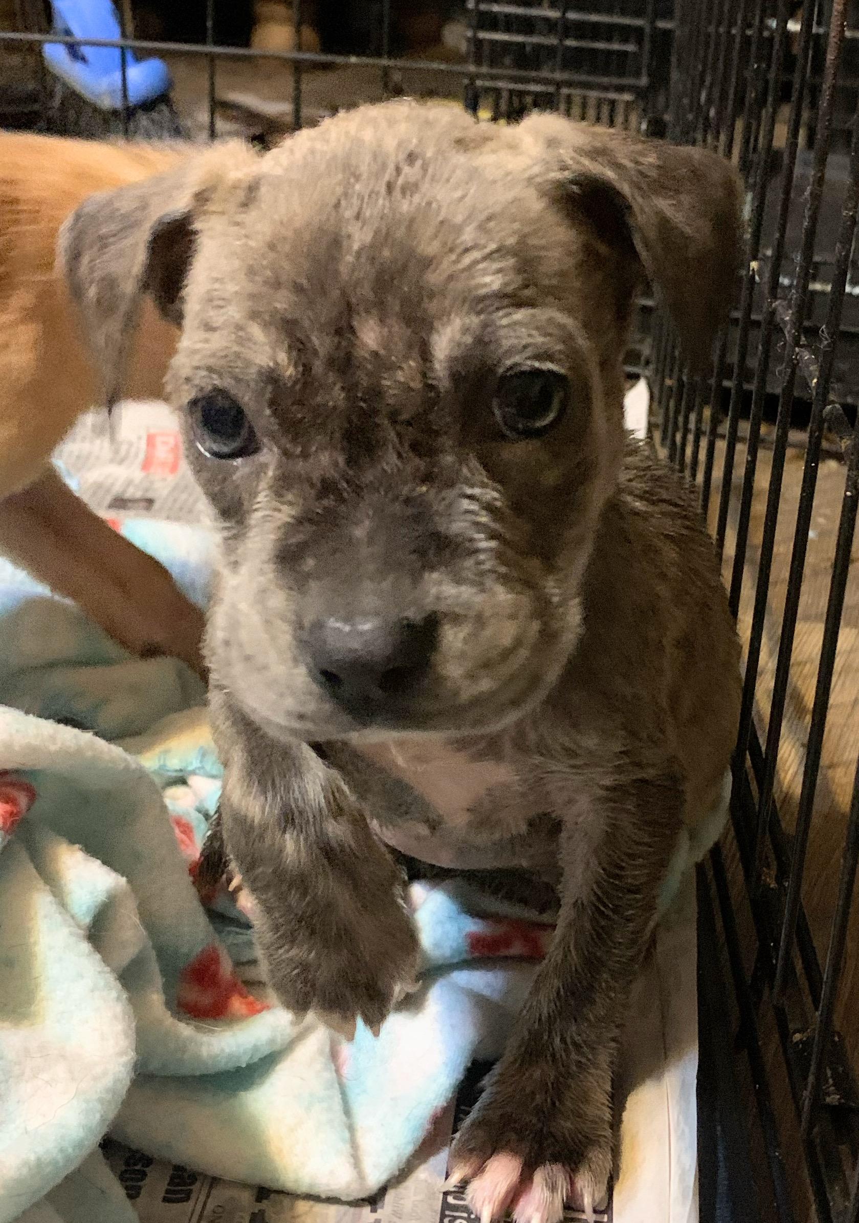 Enlarge Hollie, a Adopted mixed breed in Lexington, MS image 1/1