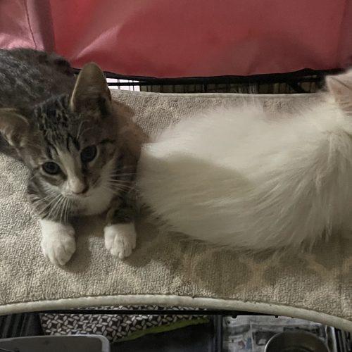 Ashley, Adoptable, Kitten Female Domestic Short Hair.