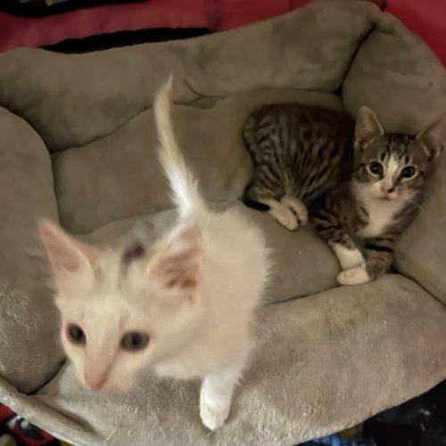 Ashley, a Adoptable Domestic Short Hair in Plantation, FL image 2/4