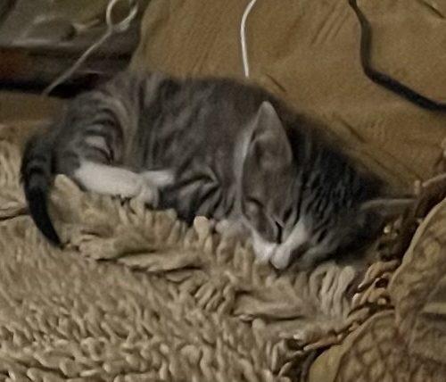 Ashley, a Adoptable Domestic Short Hair in Plantation, FL image 3/4