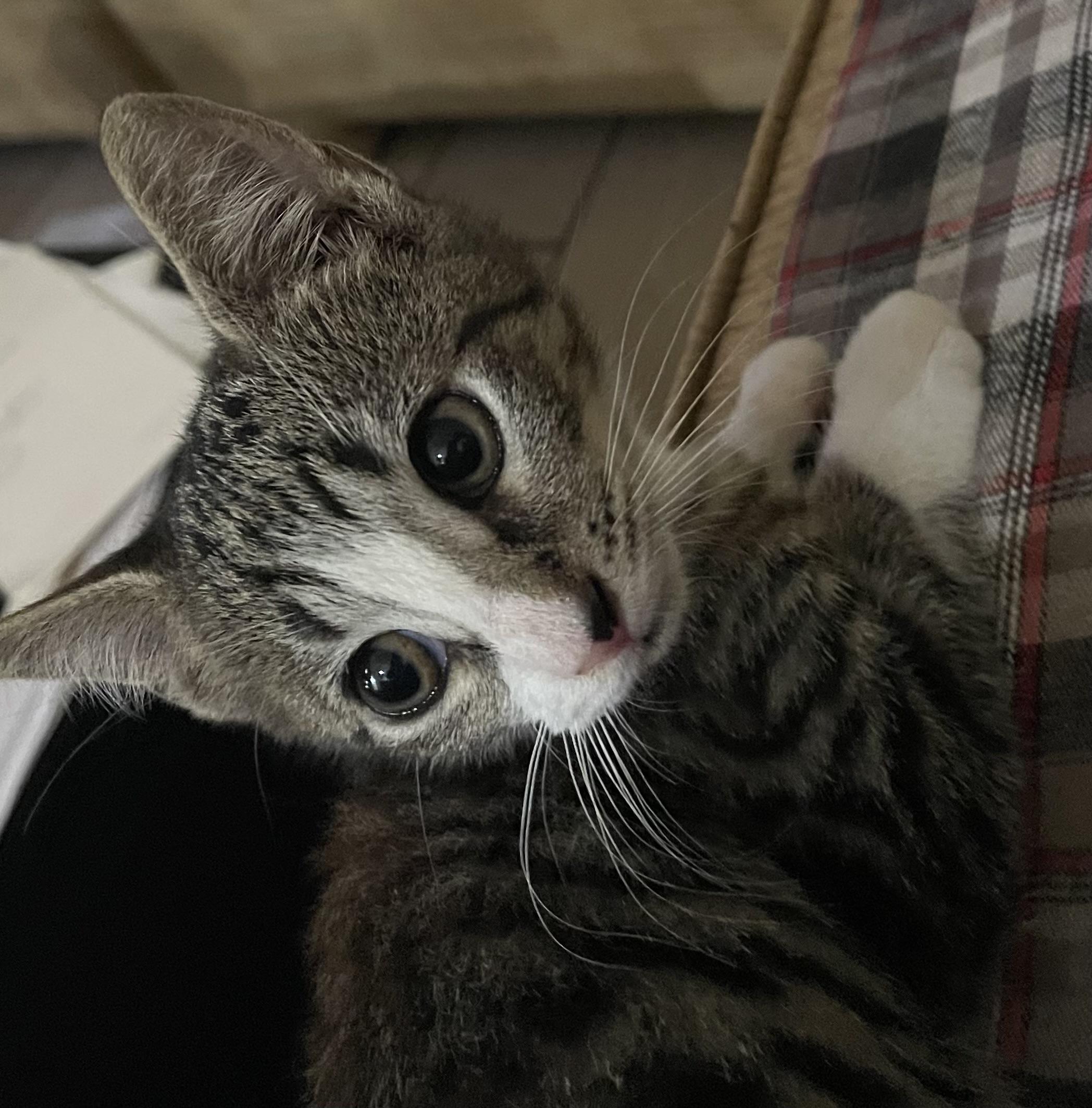 Ashley, a Adoptable Domestic Short Hair in Plantation, FL image 4/4