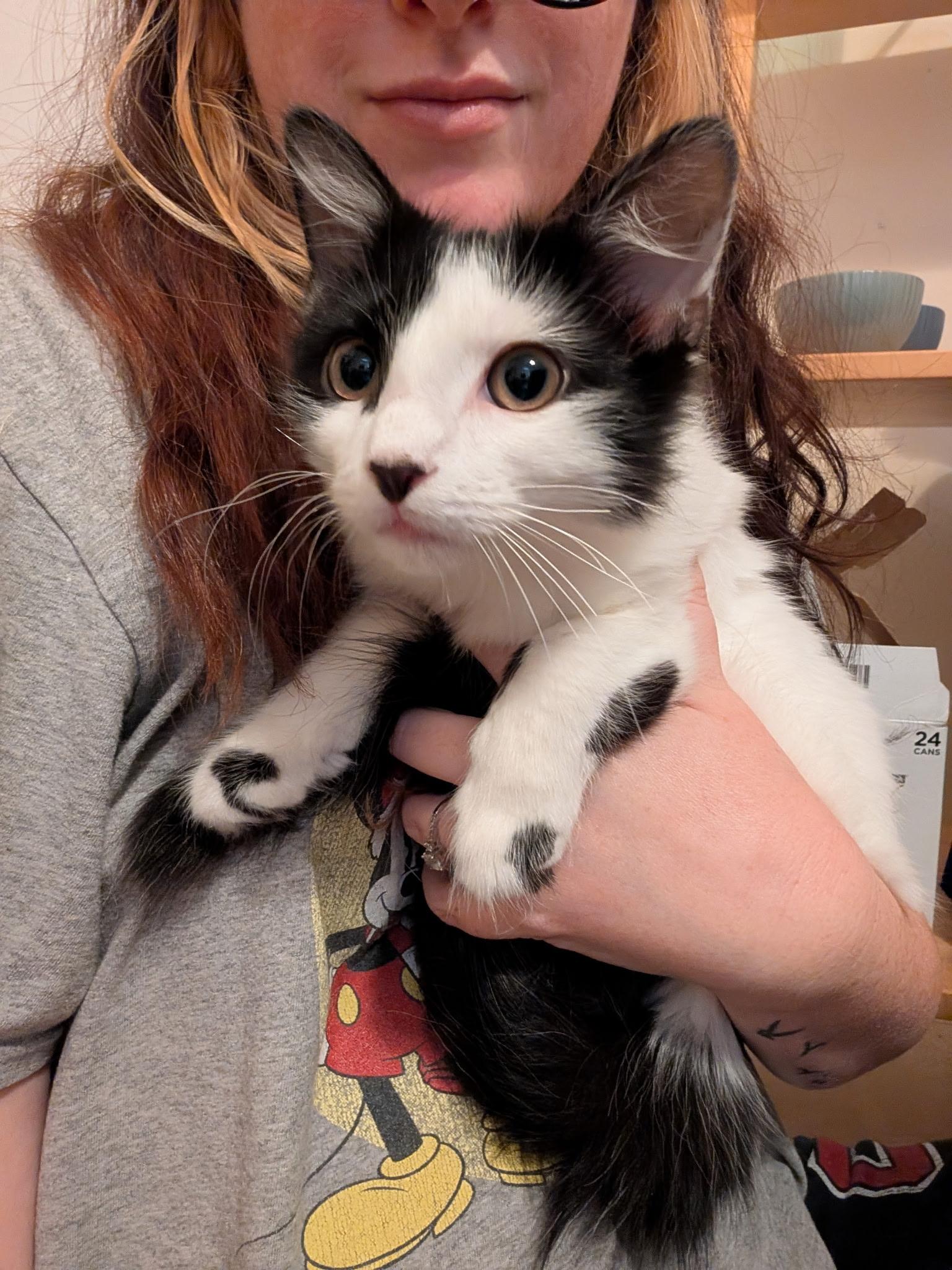 Enlarge Lavigne, a ADOPTABLE Domestic Medium Hair in Melbourne, FL image 3/3