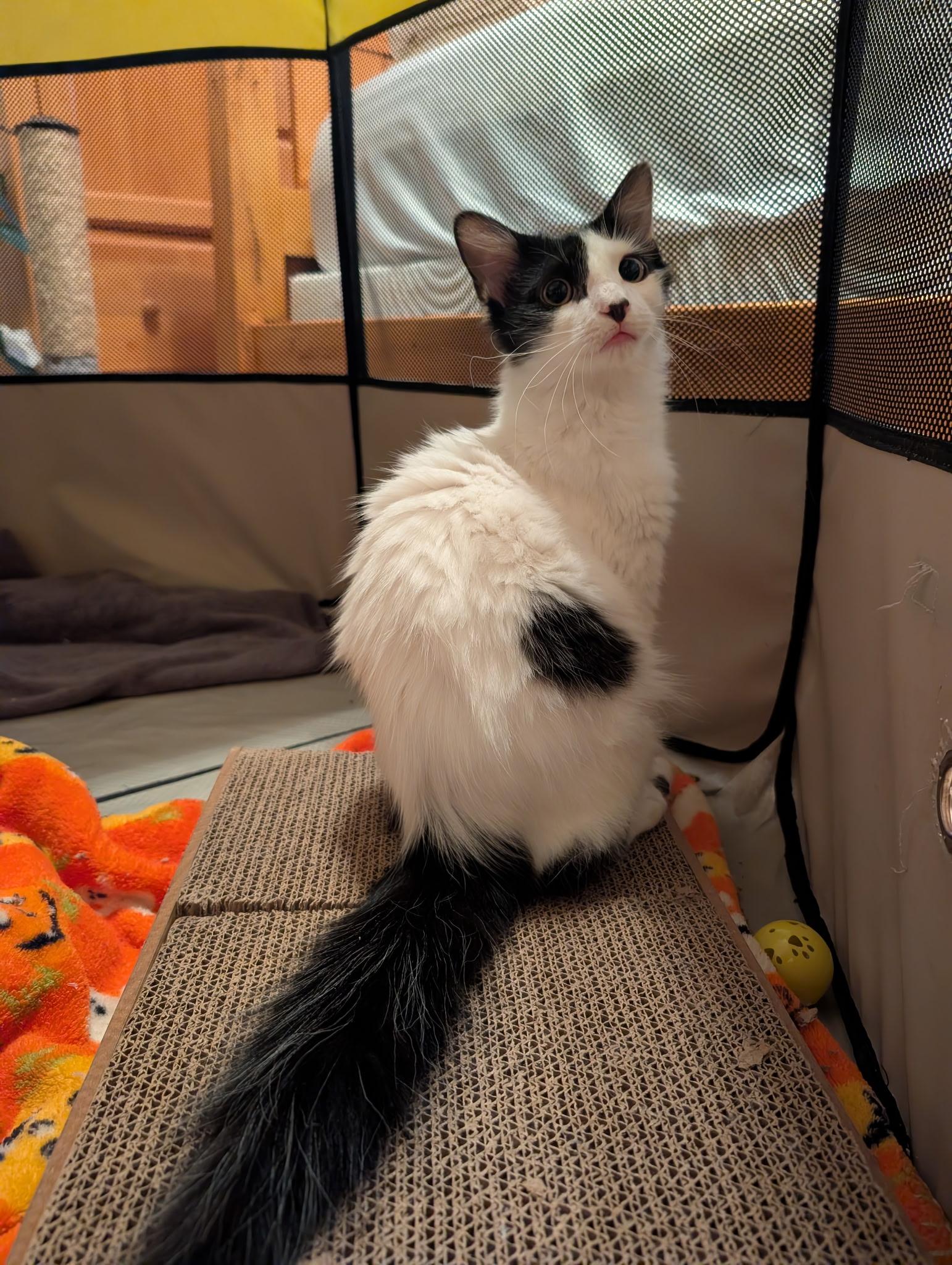 Lavigne, ADOPTABLE, Young Male Domestic Medium Hair.