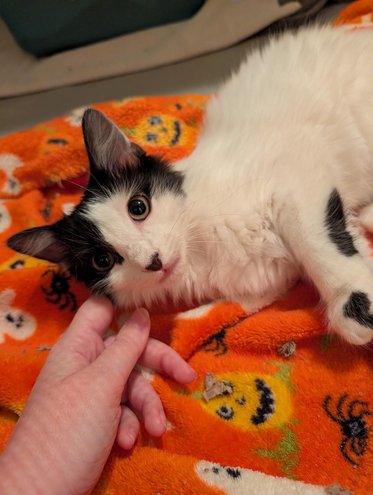 Enlarge Lavigne, a ADOPTABLE Domestic Medium Hair in Melbourne, FL image 2/3