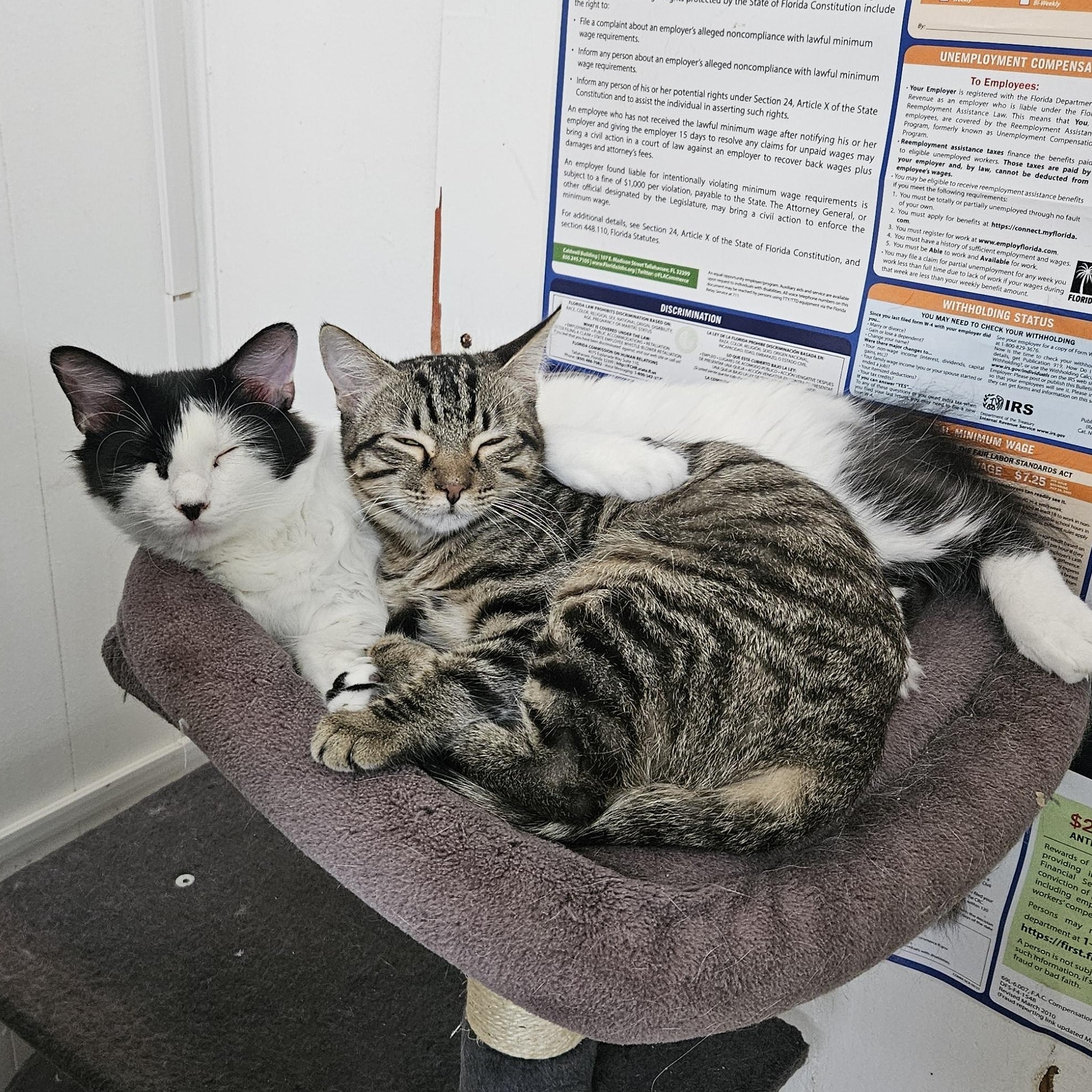 Enlarge Lavigne, a ADOPTABLE Domestic Medium Hair in Melbourne, FL image 2/3